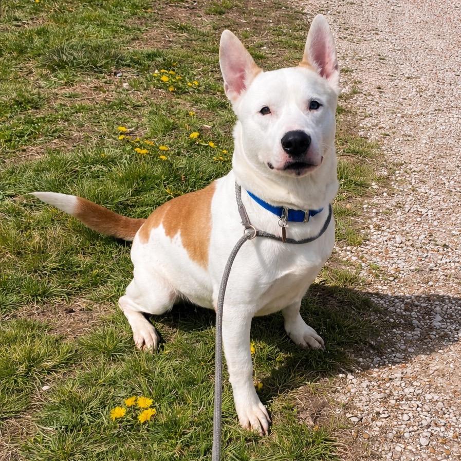 Enlarge Ashton, a Adoptable mixed breed in Springfield, MO image 5/6