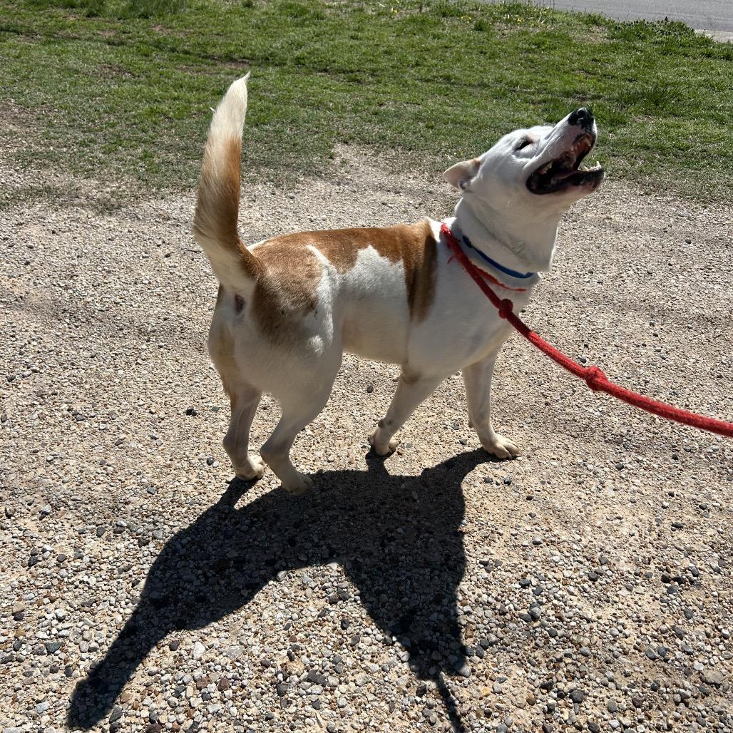 Enlarge Ashton, a Adoptable mixed breed in Springfield, MO image 6/6