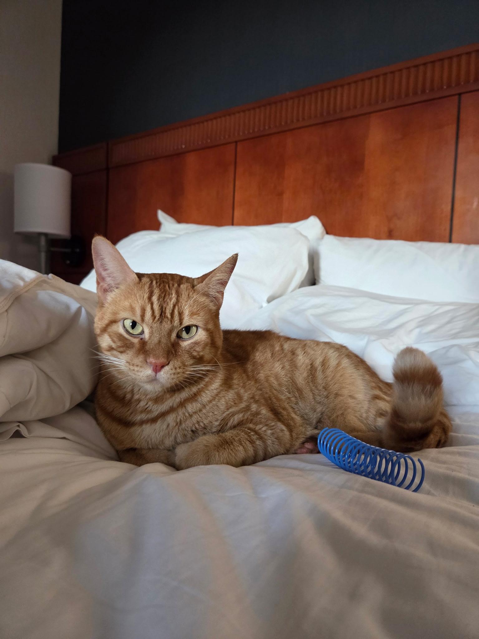 Enlarge Potato, a Adopted Tabby in Tustin, CA image 2/5