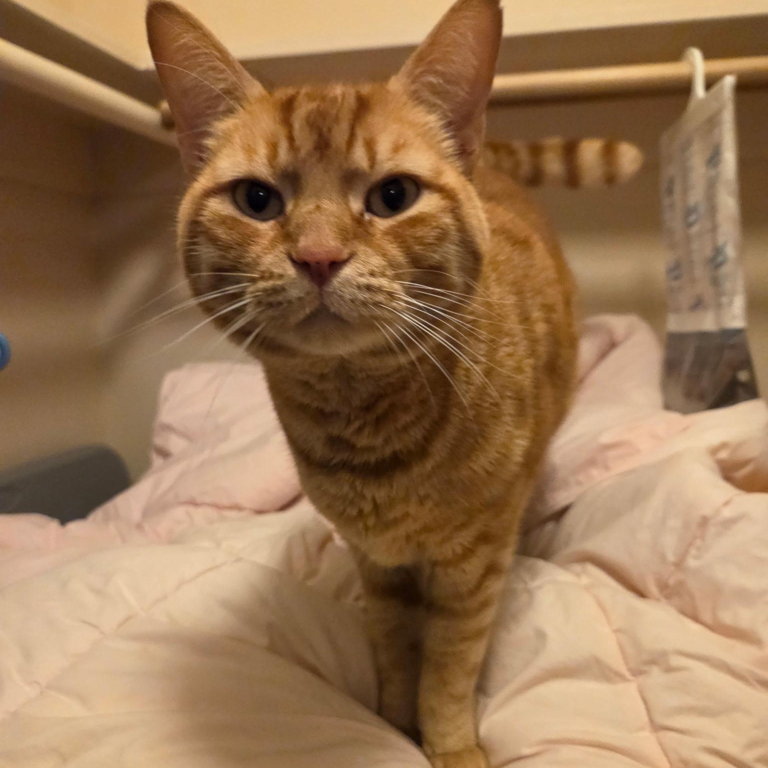 Potato, Adopted, Adult Male Tabby.