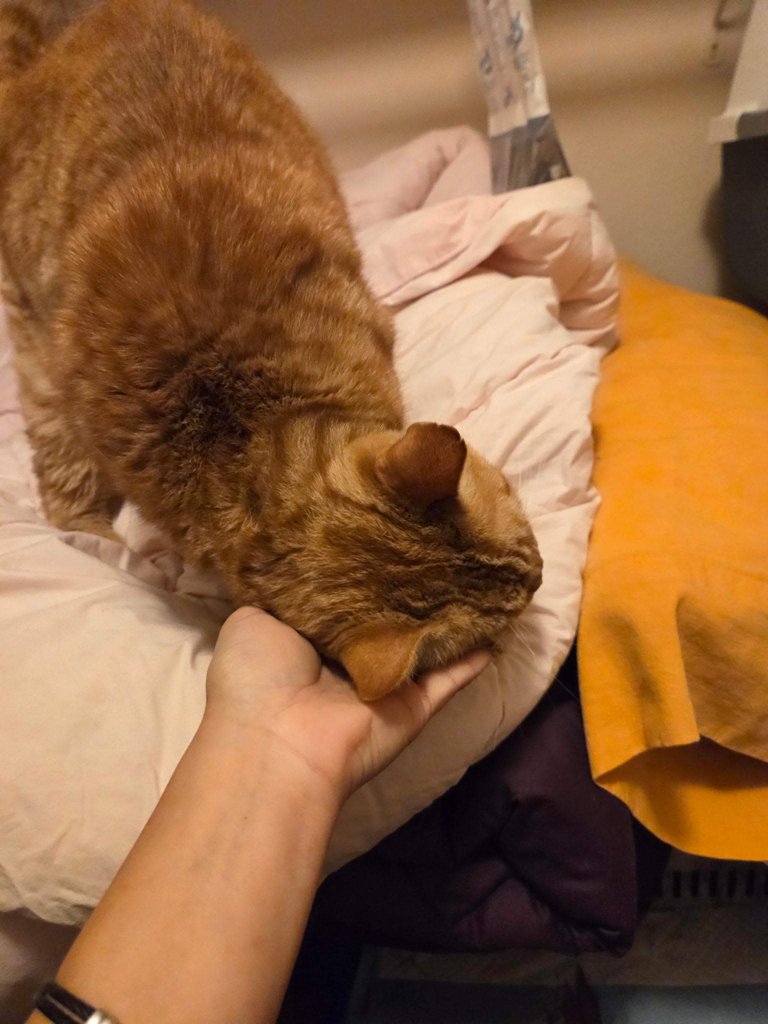 Enlarge Potato, a Adopted Tabby in Tustin, CA image 5/5