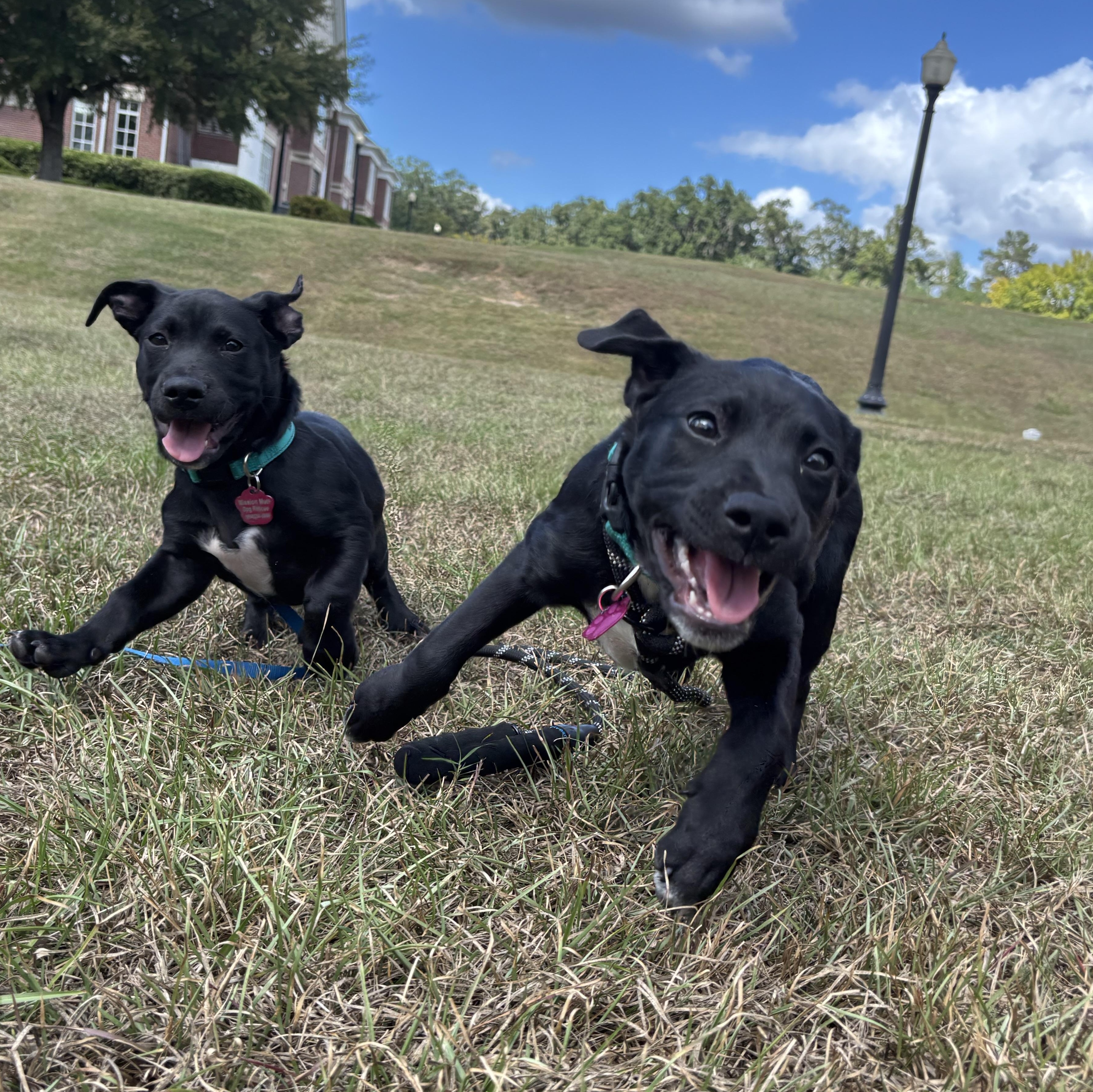 Enlarge Stubbs Paws, a Adoptable mixed breed in Tallahassee, FL image 5/6