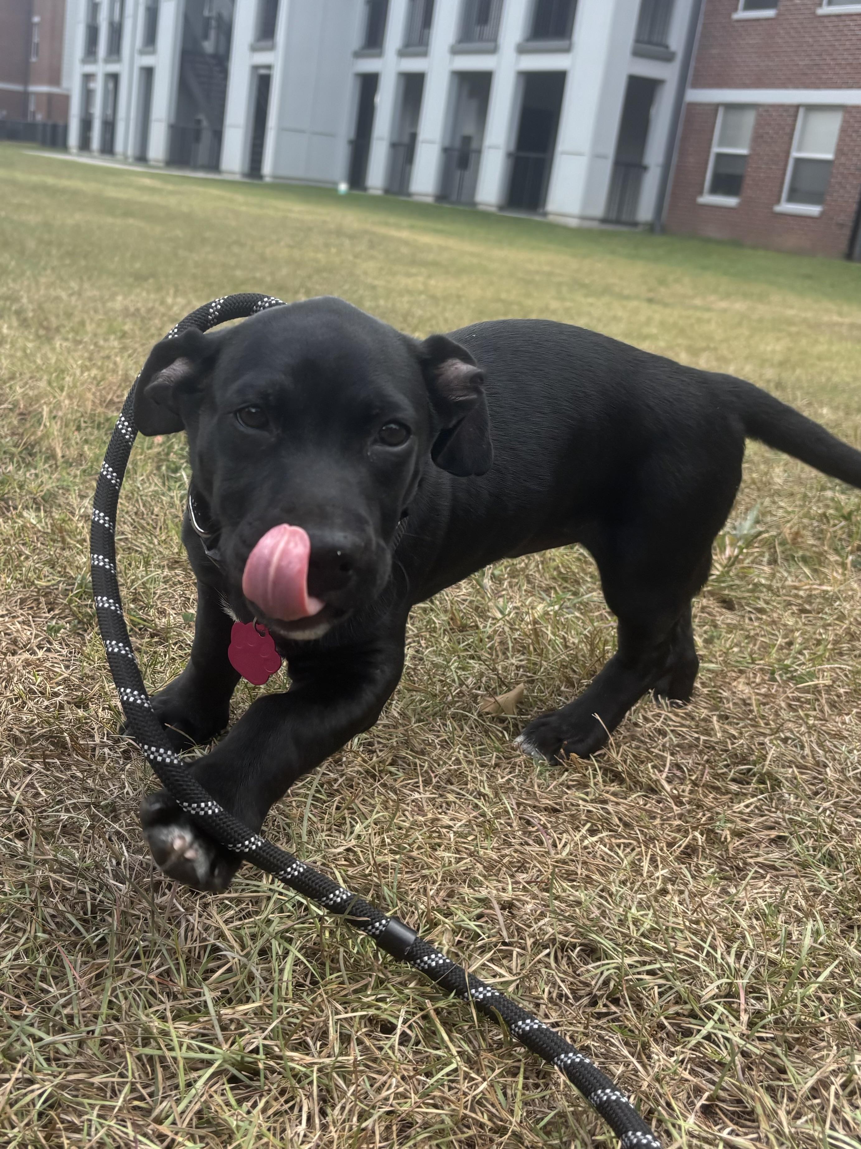 Enlarge Stubbs Paws, a Adoptable mixed breed in Tallahassee, FL image 4/6