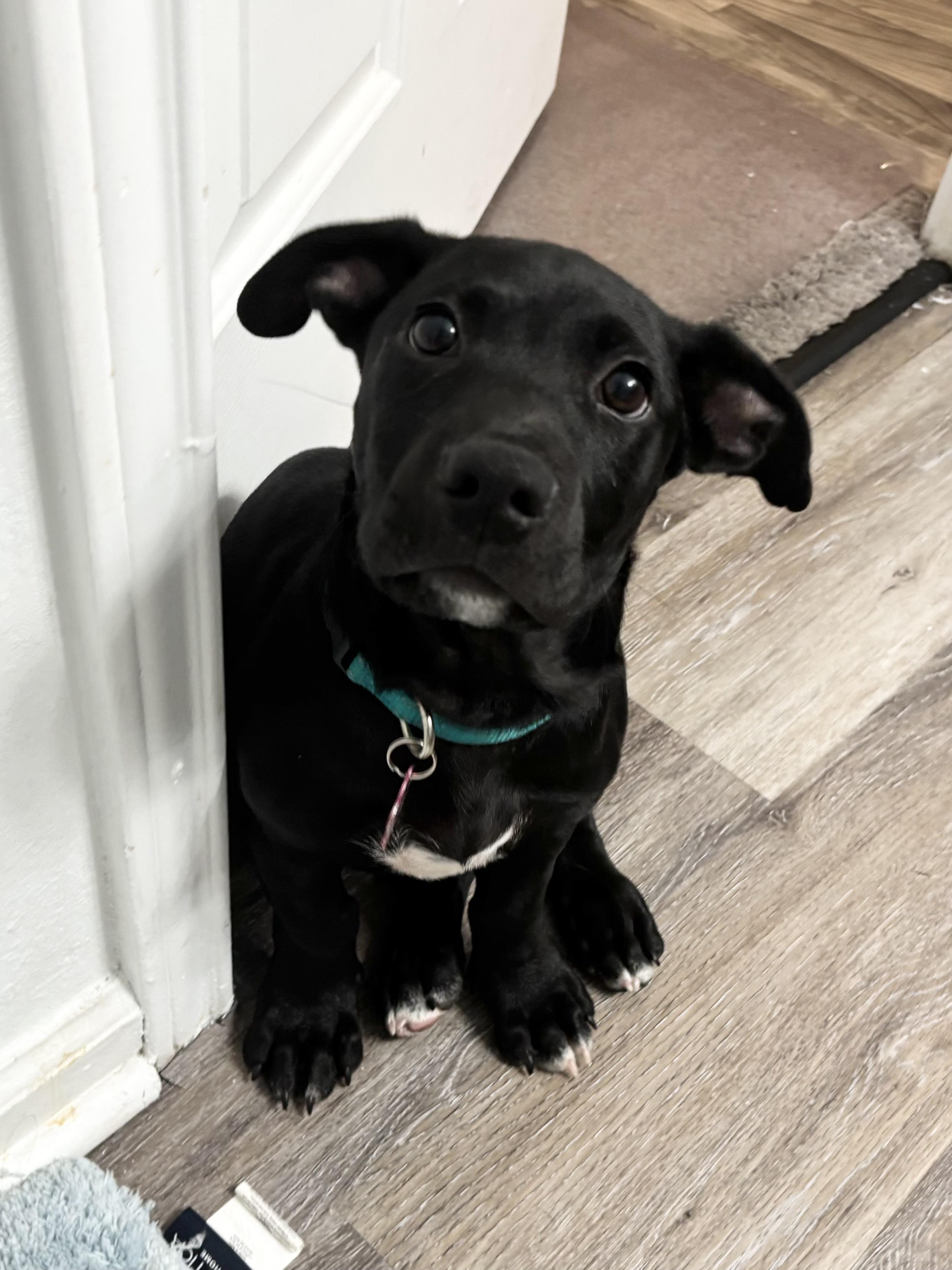 Enlarge Stubbs Paws, a Adoptable mixed breed in Tallahassee, FL image 1/6