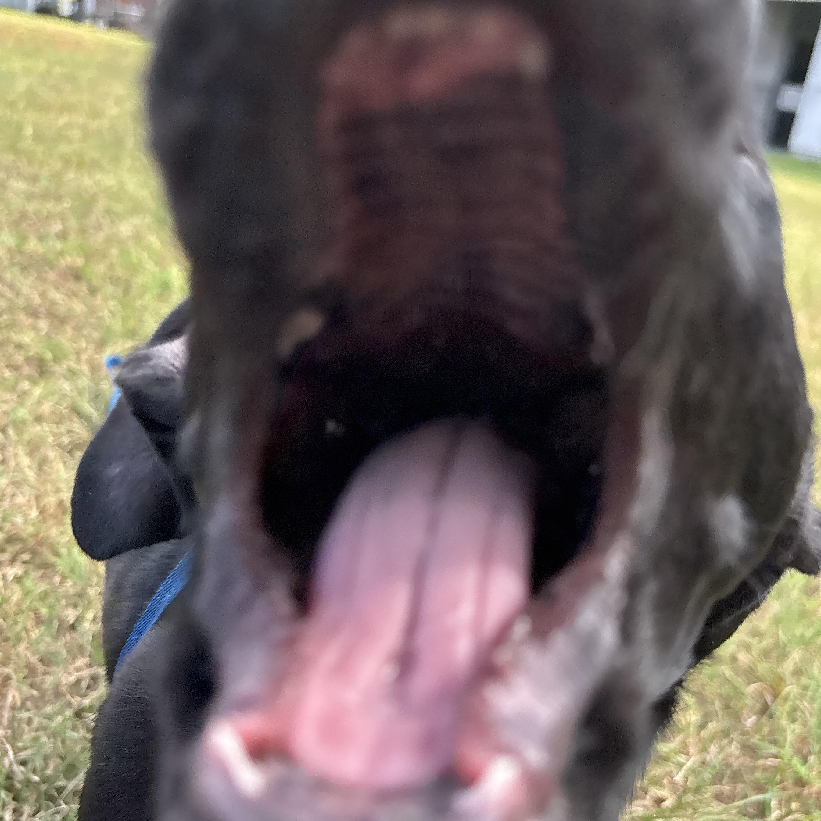 Enlarge Stubbs Paws, a Adoptable mixed breed in Tallahassee, FL image 2/6