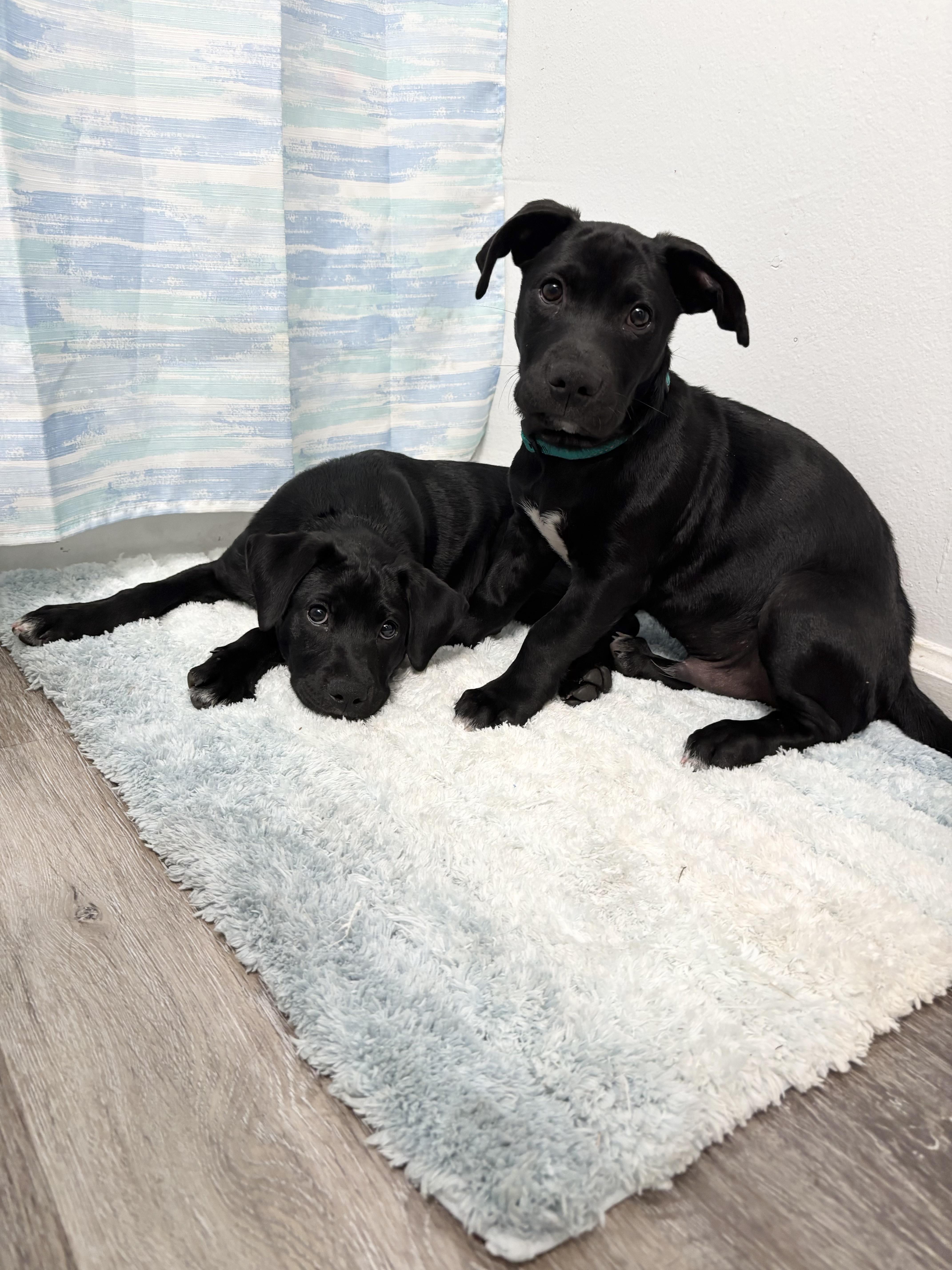 Enlarge Stubbs Paws, a Adoptable mixed breed in Tallahassee, FL image 3/6