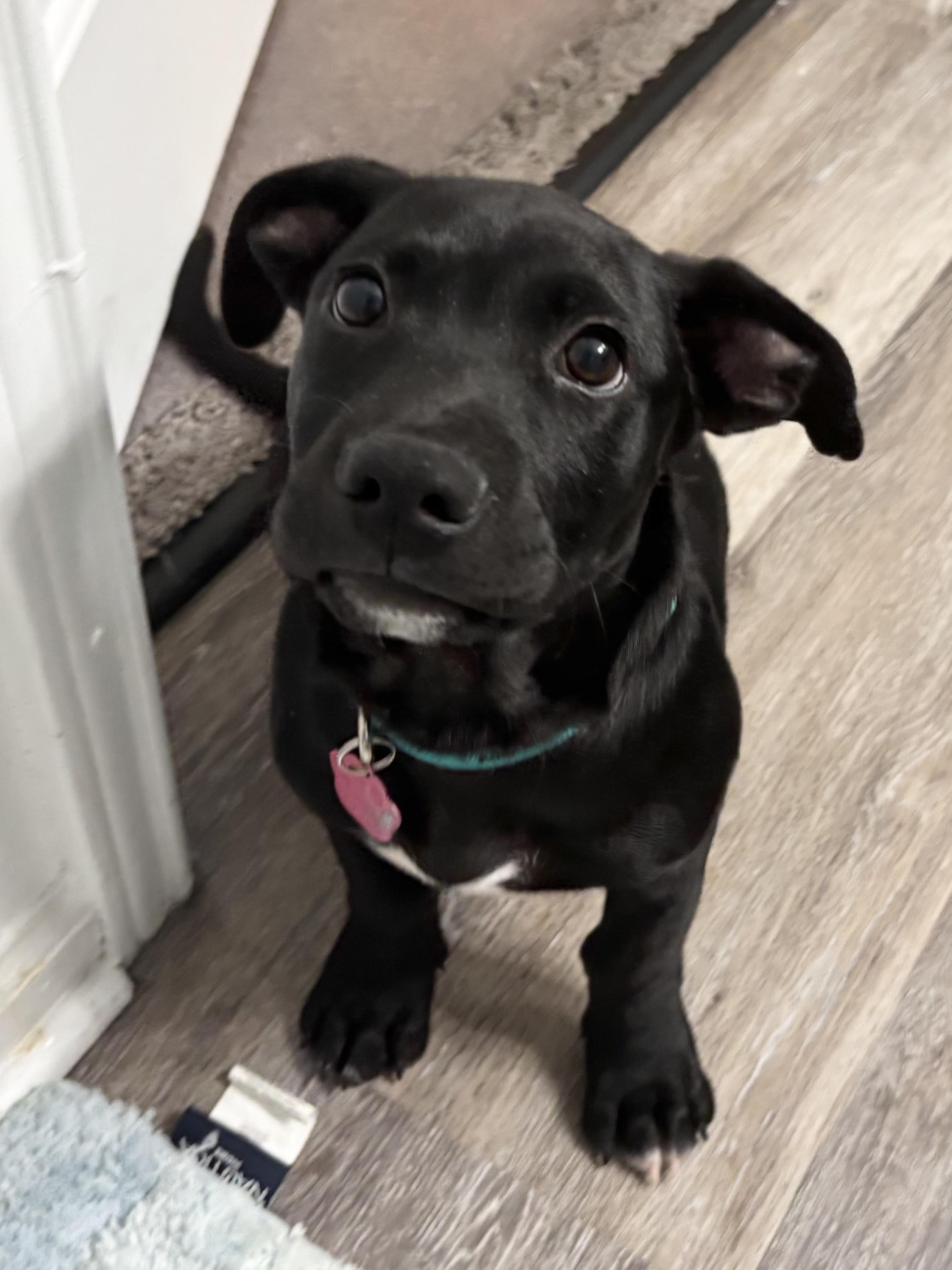 Enlarge Stubbs Paws, a Adoptable mixed breed in Tallahassee, FL image 6/6