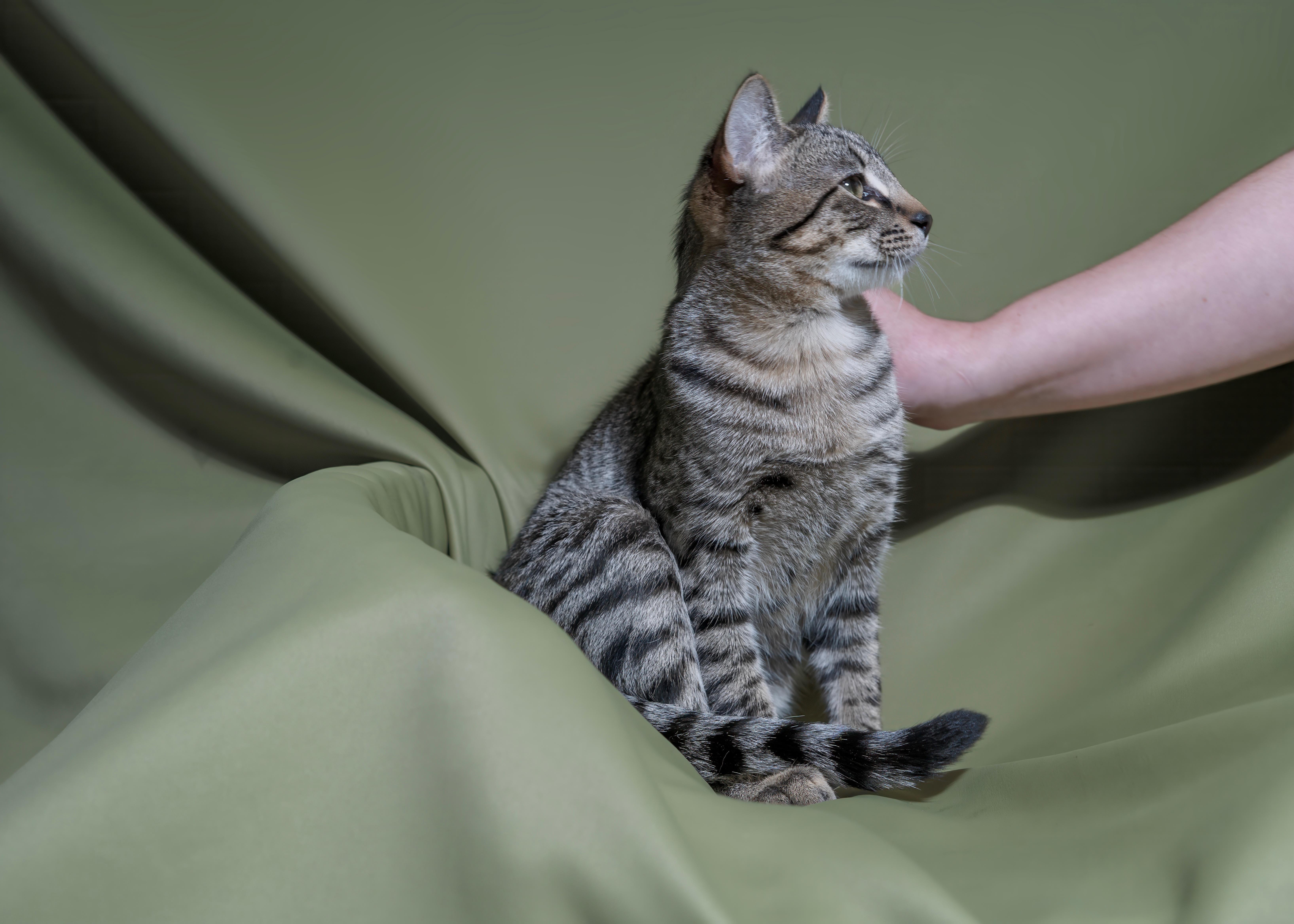 Enlarge 31082025B, a Adopted Domestic Short Hair in Kamloops, BC image 1/6