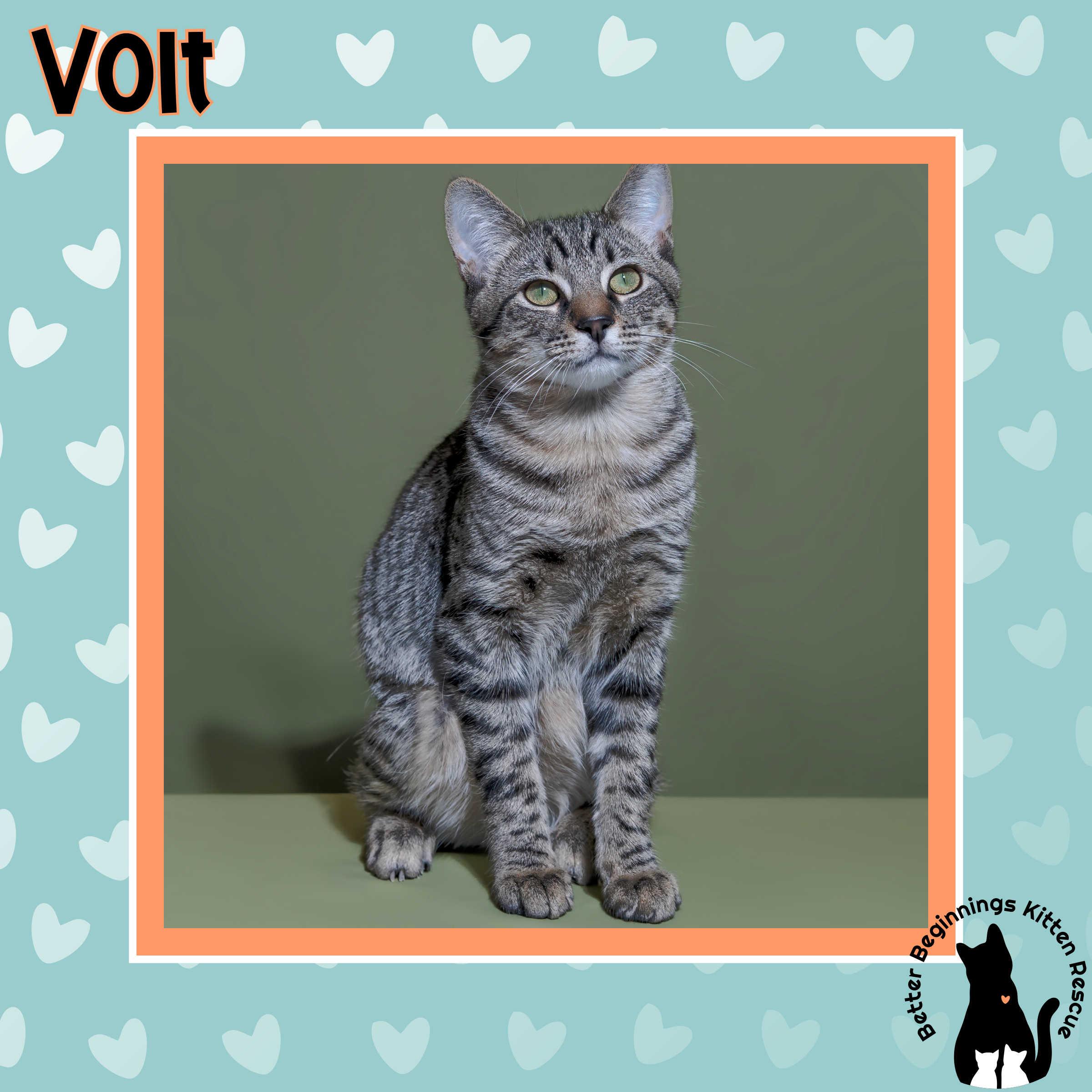 Enlarge 31082025B, a Adopted Domestic Short Hair in Kamloops, BC image 2/6