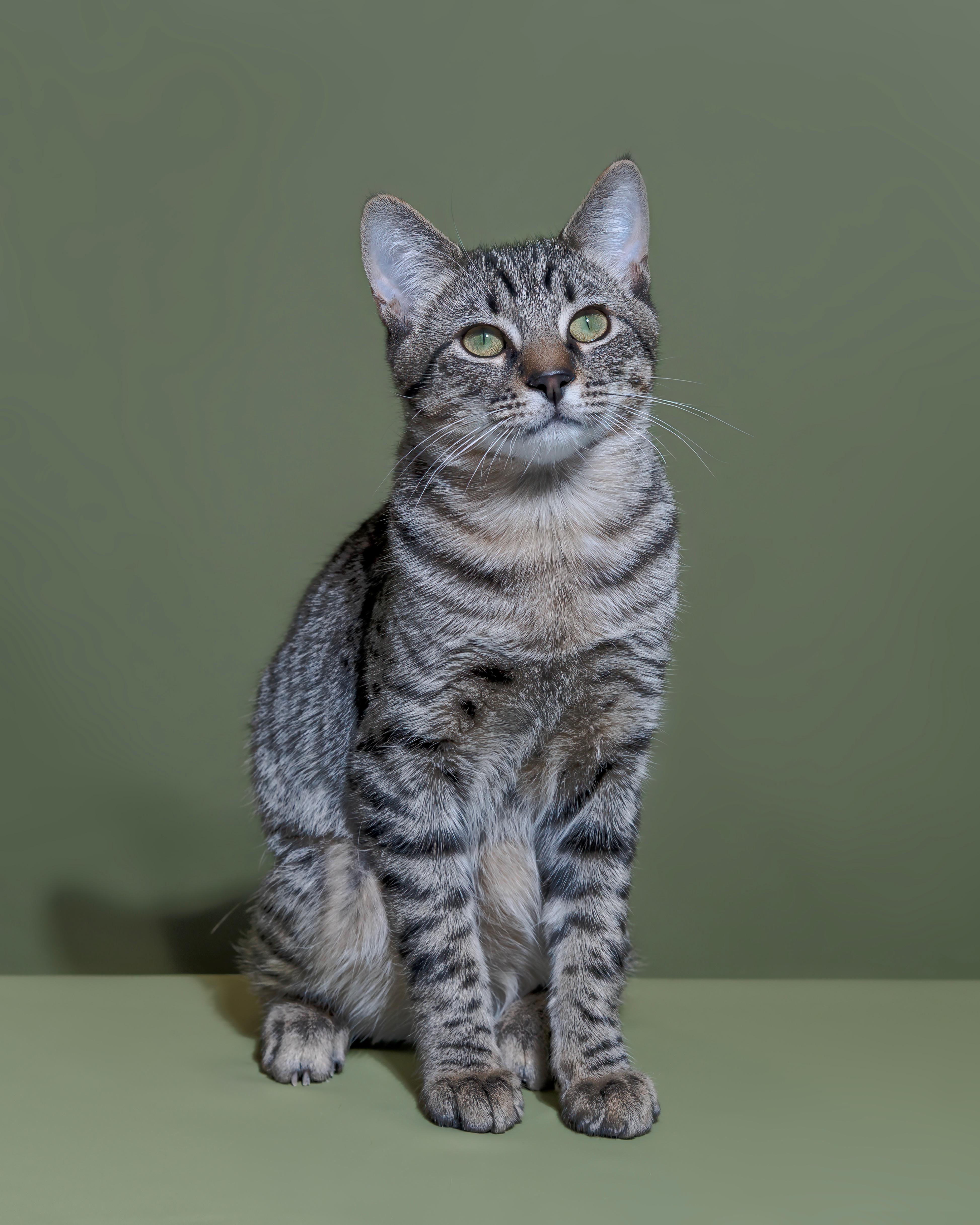 Enlarge 31082025B, a Adopted Domestic Short Hair in Kamloops, BC image 3/6