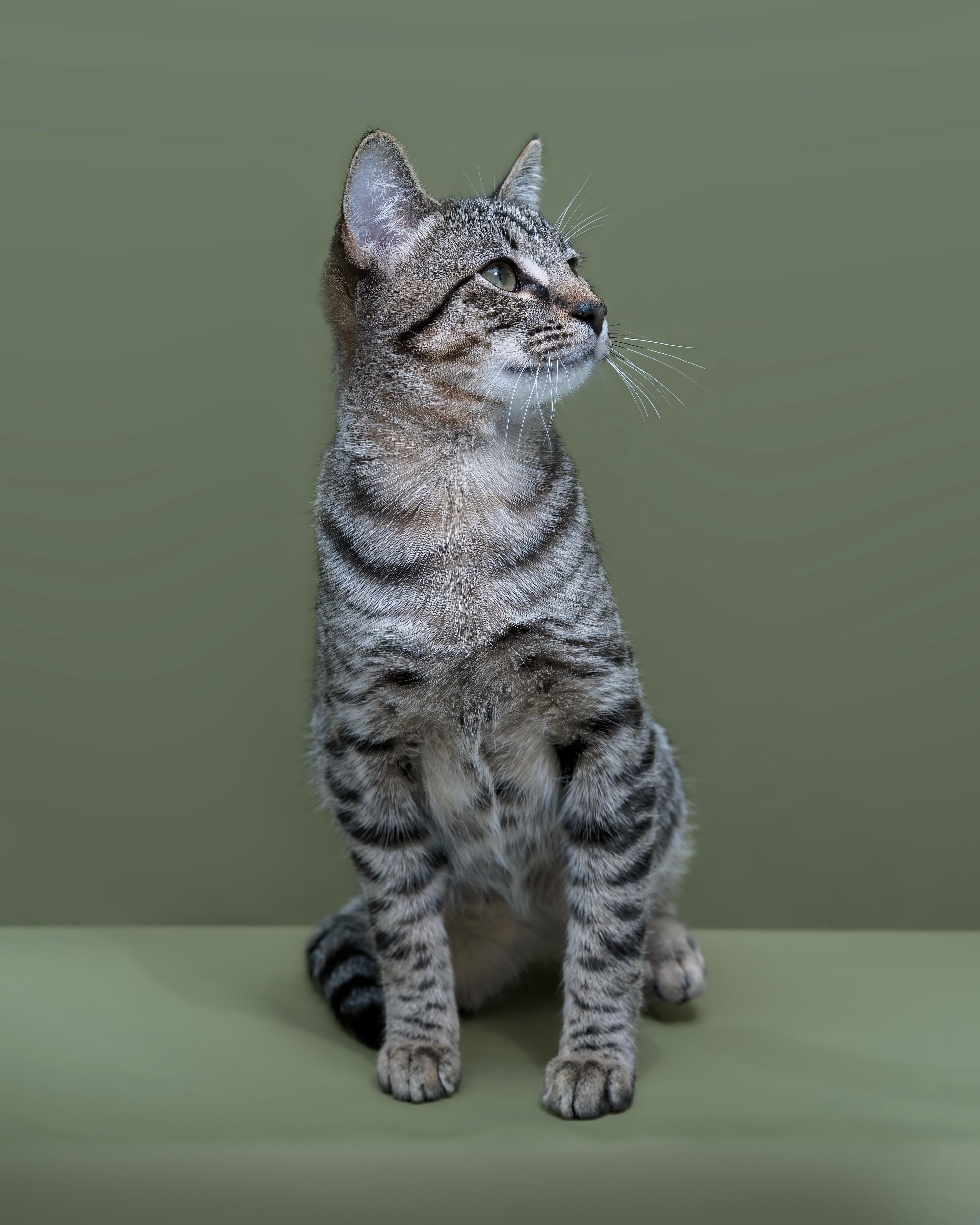 Enlarge 31082025B, a Adopted Domestic Short Hair in Kamloops, BC image 4/6