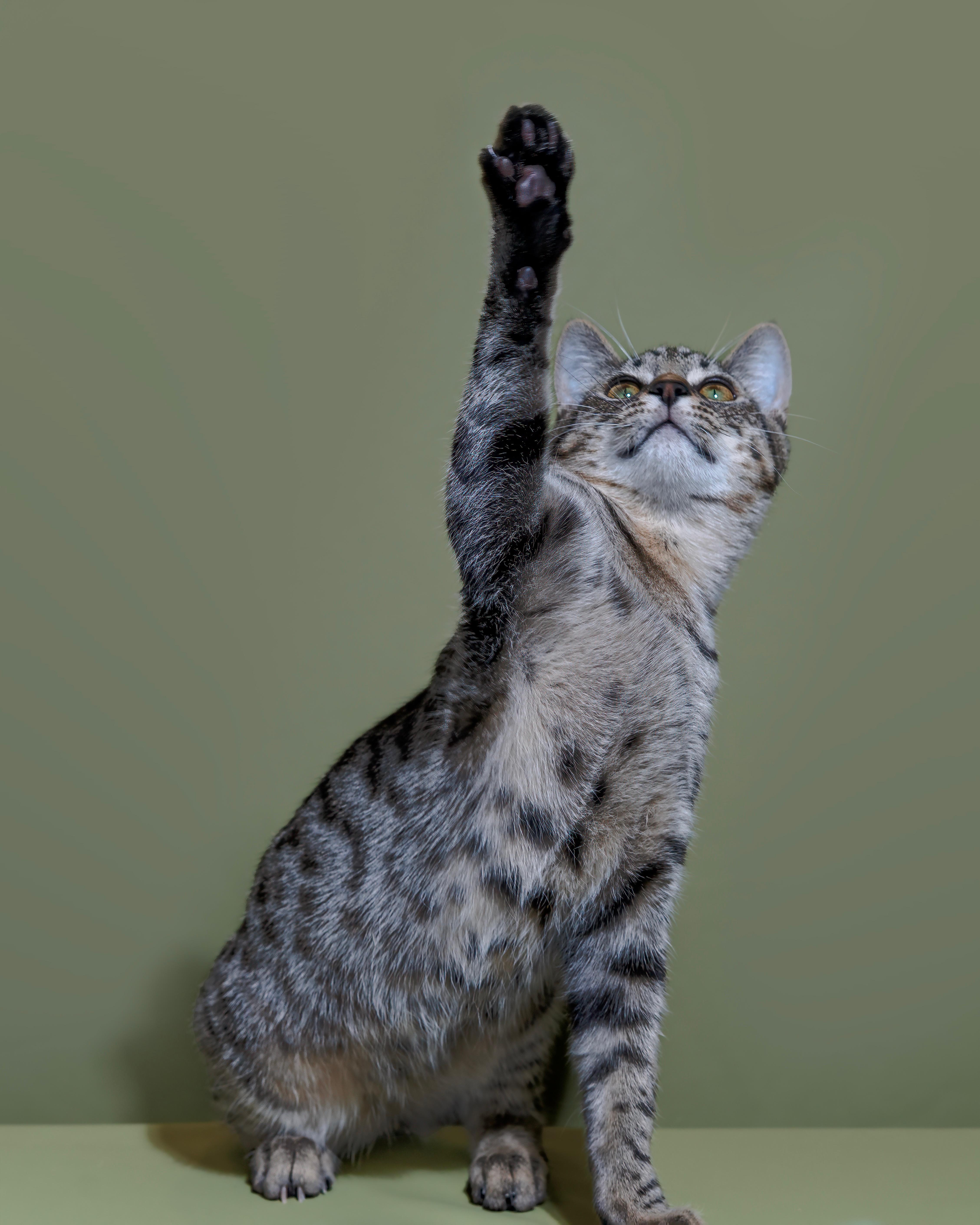 Enlarge 31082025B, a Adopted Domestic Short Hair in Kamloops, BC image 5/6