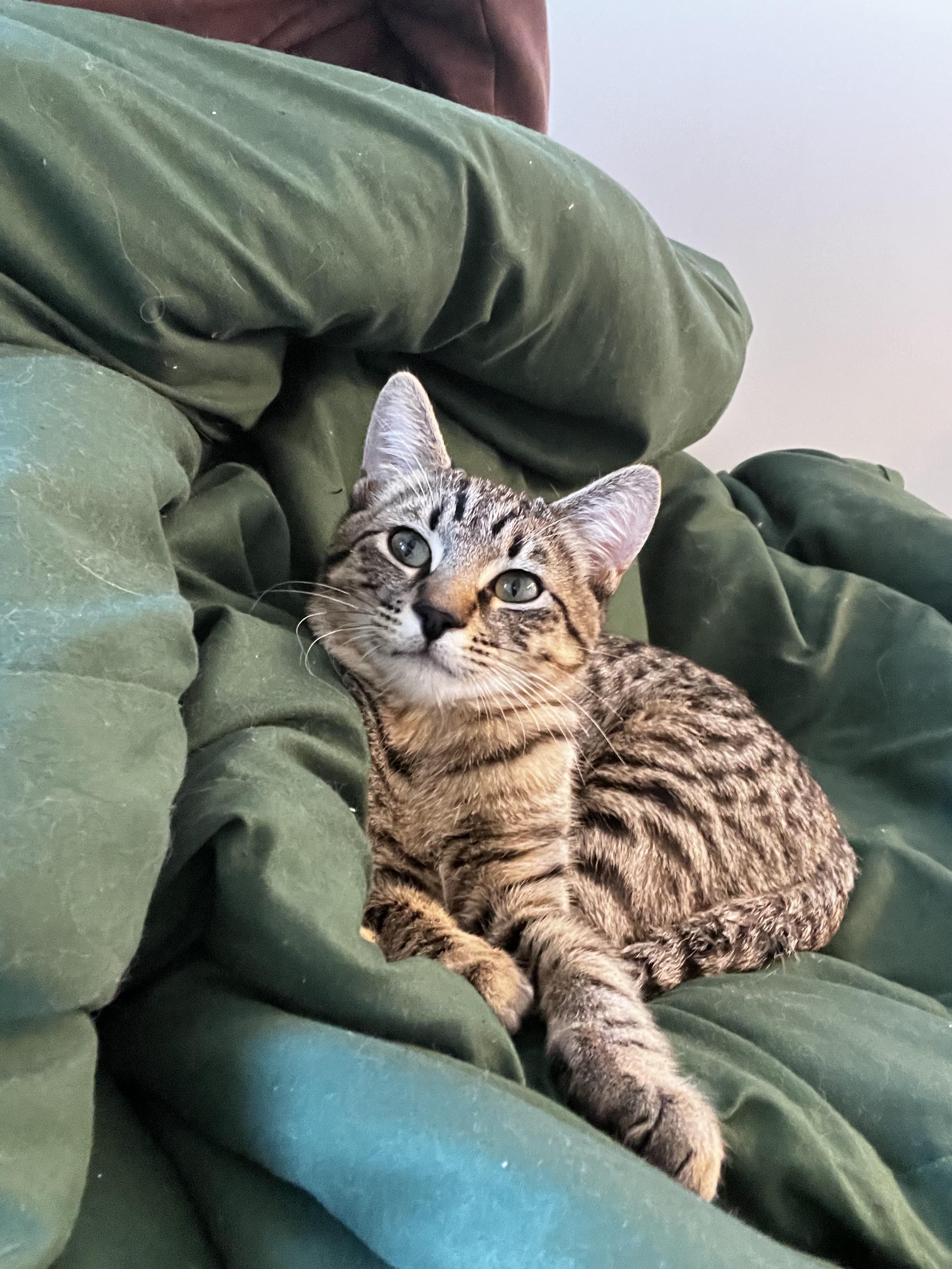 Enlarge 31082025B, a Adopted Domestic Short Hair in Kamloops, BC image 6/6