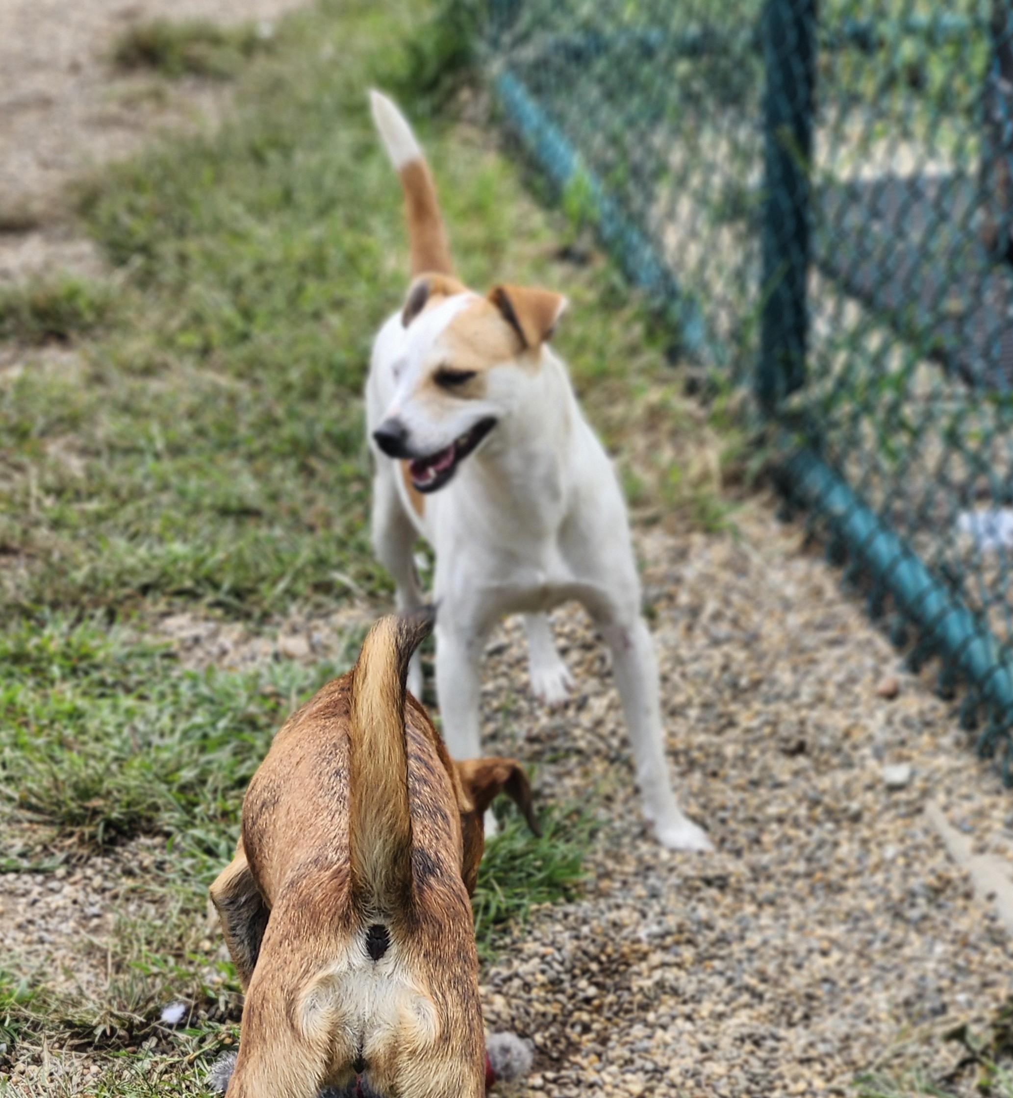 Jolie