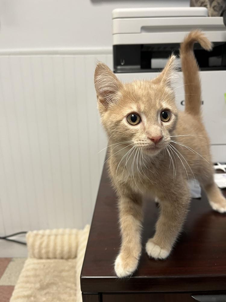 Enlarge Elwood, a Adoptable Domestic Short Hair in Ontario, CA image 1/2