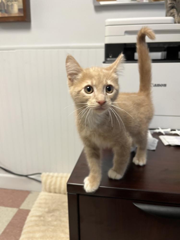 Enlarge Elwood, a Adoptable Domestic Short Hair in Ontario, CA image 2/2