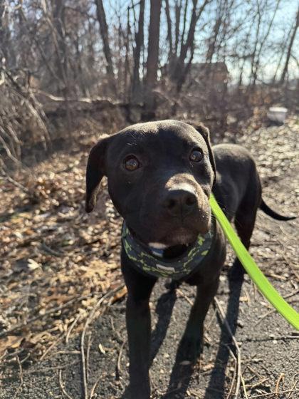 Enlarge Clark, a Adoptable mixed breed in Hobart, IN image 1/3