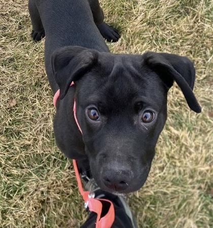 Enlarge Clark, a Adoptable mixed breed in Hobart, IN image 2/3