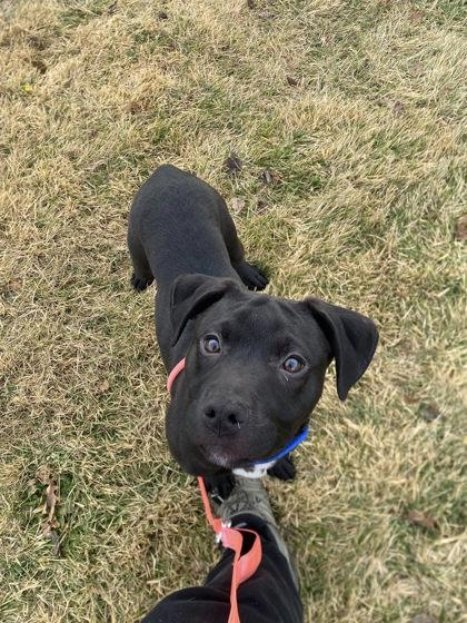 Enlarge Clark, a Adoptable mixed breed in Hobart, IN image 3/3