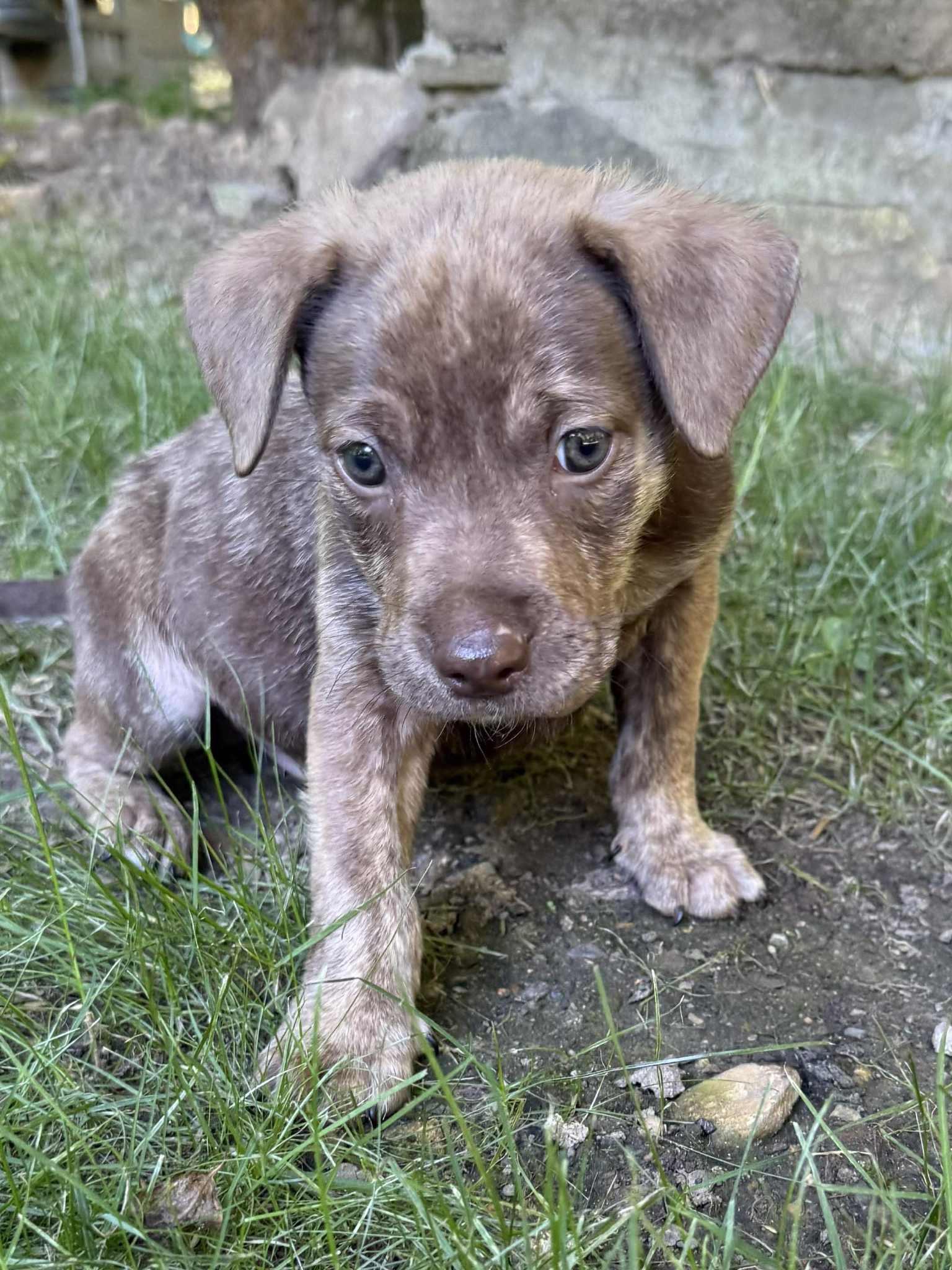 Pretzel