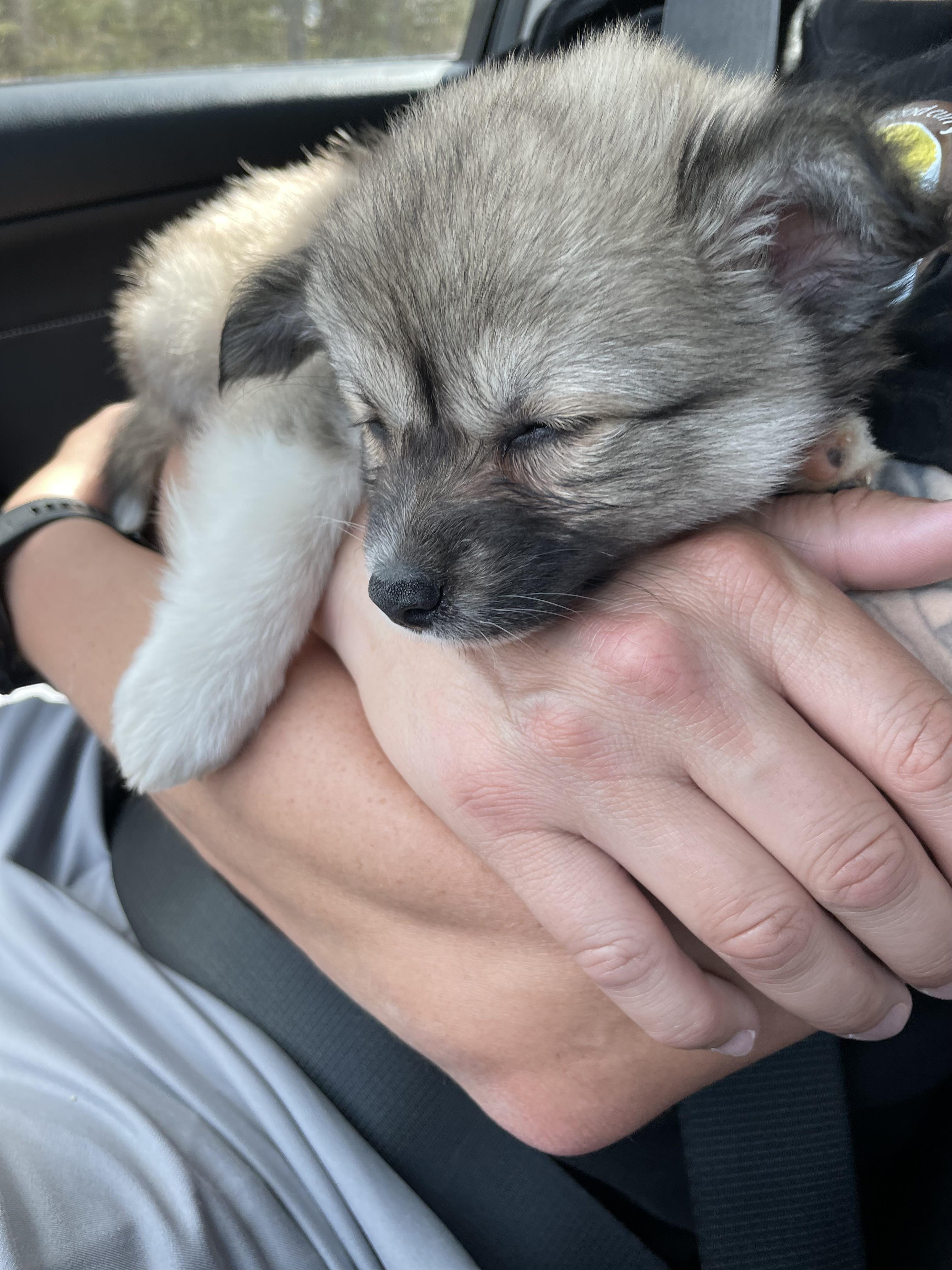 Enlarge Garnier, an adopted mixed breed in Richmond, VA image 3/5