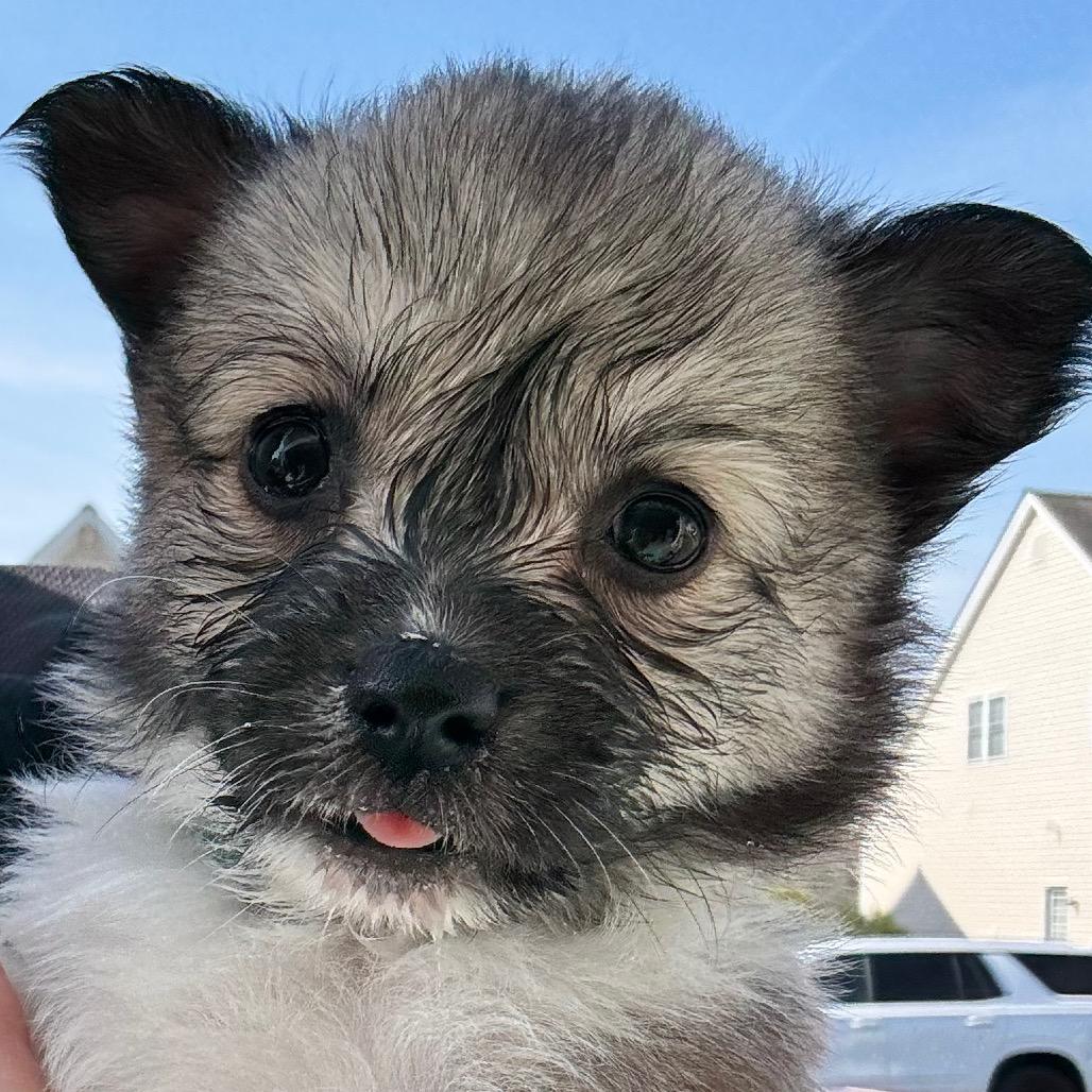 Enlarge Garnier, an adopted mixed breed in Richmond, VA image 5/5