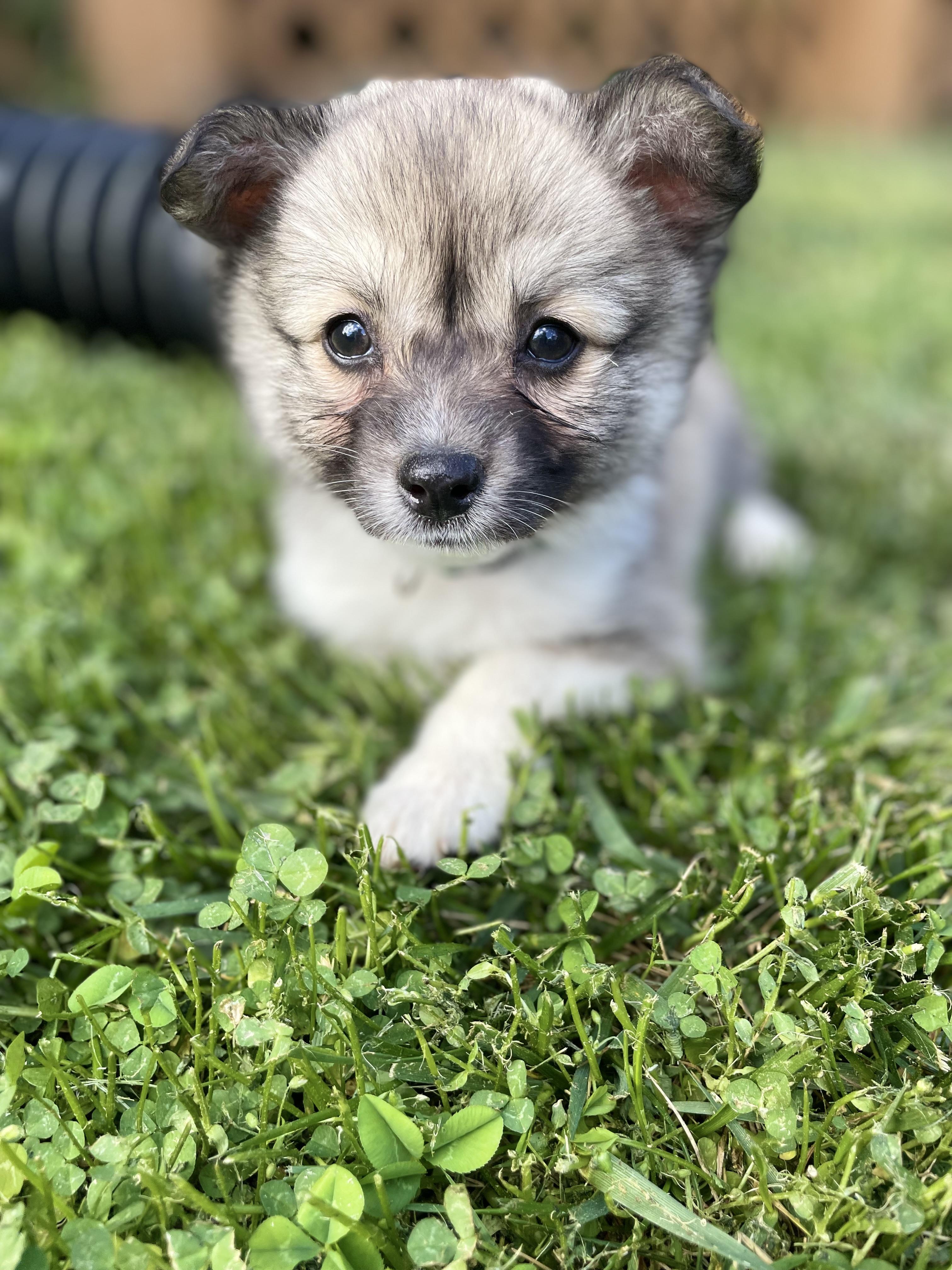 Enlarge Garnier, an adopted mixed breed in Richmond, VA image 2/5