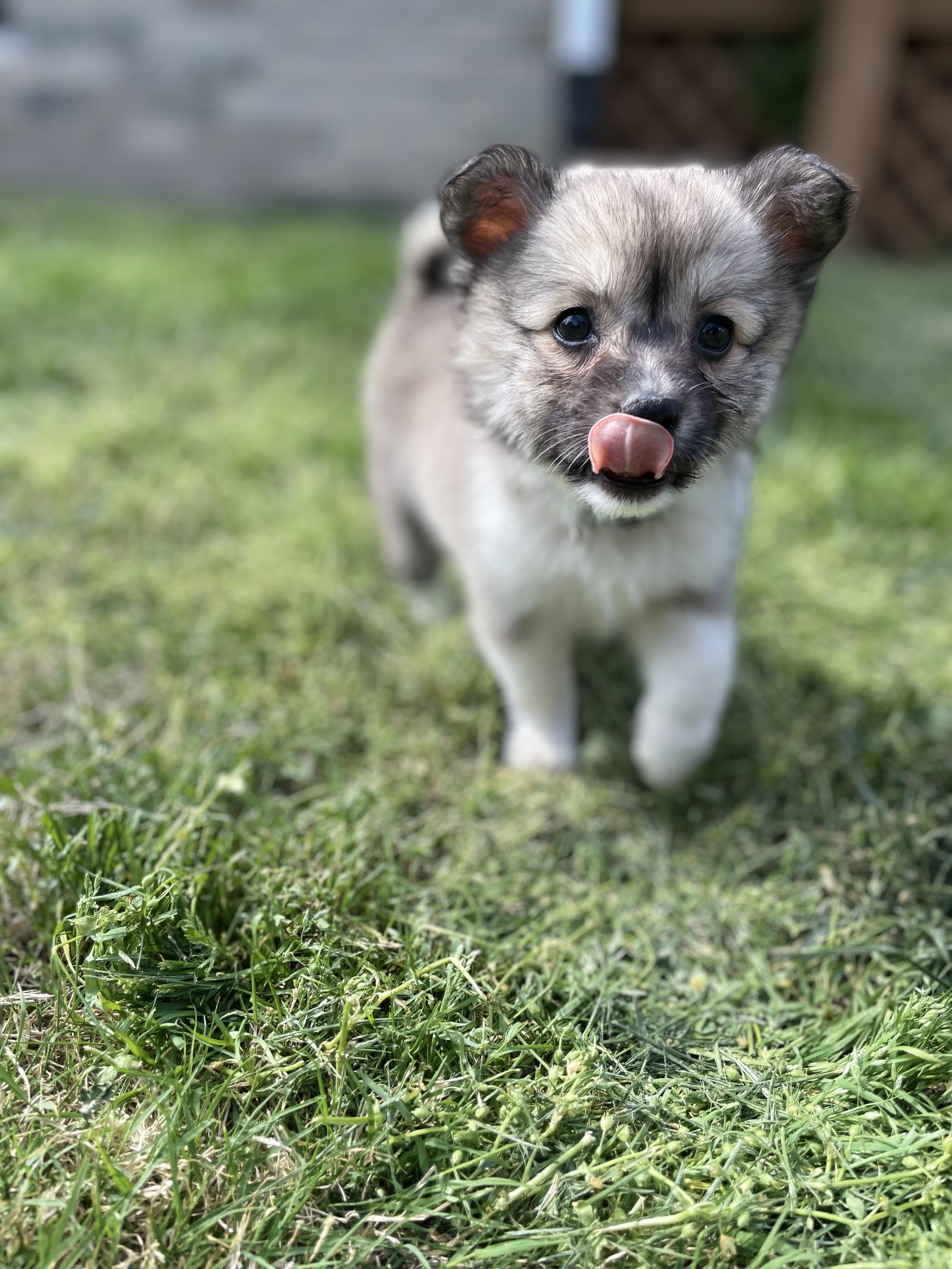 Garnier, adopted, Puppy Male American Eskimo Dog & Pembroke Welsh Corgi.
