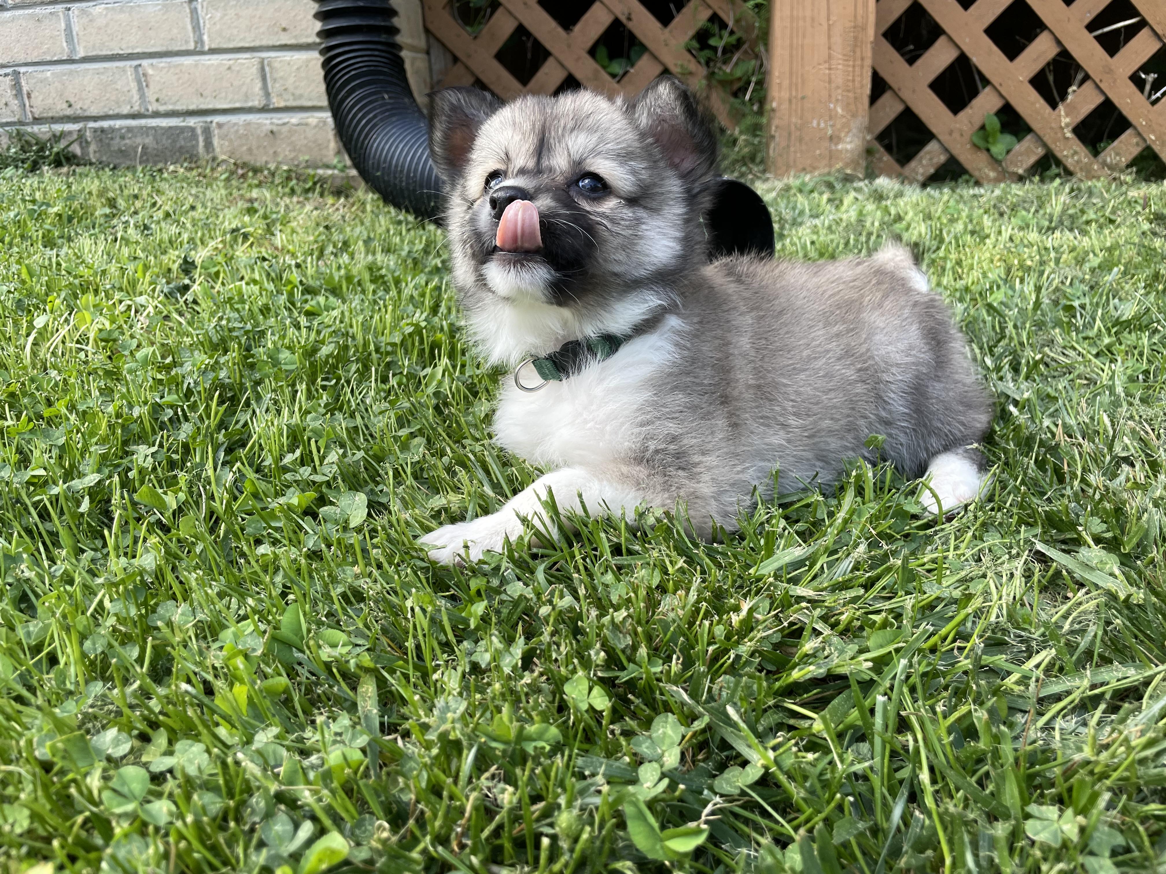 Enlarge Garnier, an adopted mixed breed in Richmond, VA image 4/5