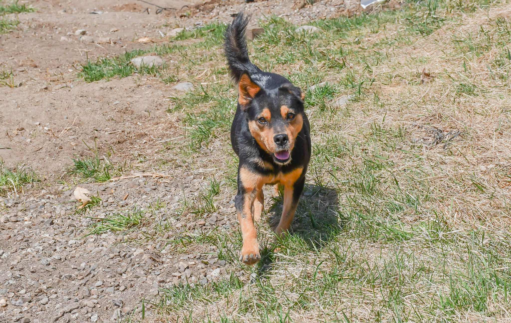 Enlarge Star, a Adoptable mixed breed in Pawtucket, RI image 3/6