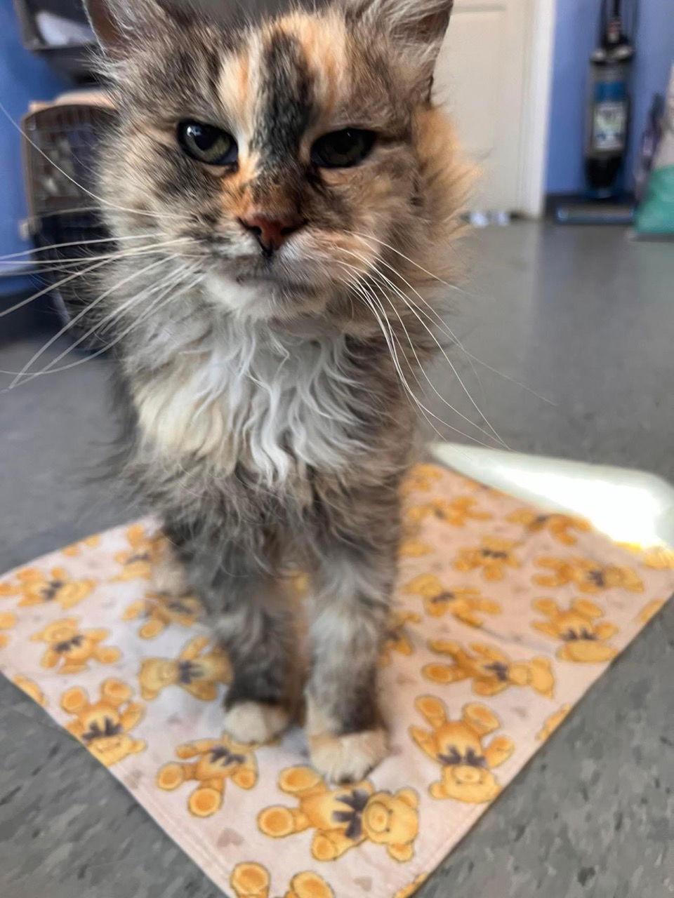 Tweety Bird (Adopted, but no proof), Adopted, Senior Female Calico & Domestic Medium Hair.