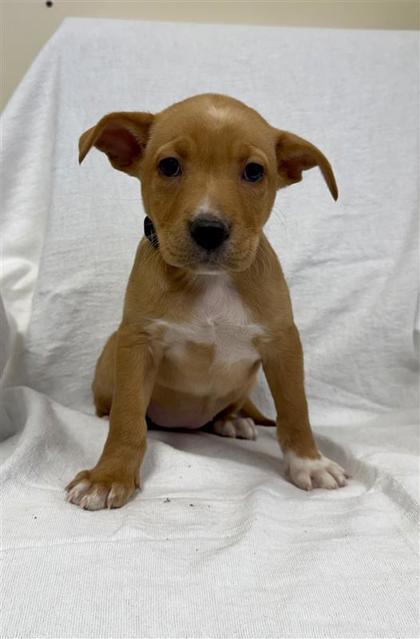 Enlarge Star, a Adoptable mixed breed in Hutchinson, KS image 1/3
