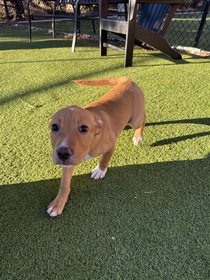 Star, Adoptable, Puppy Female Pit Bull Terrier & Mixed Breed.