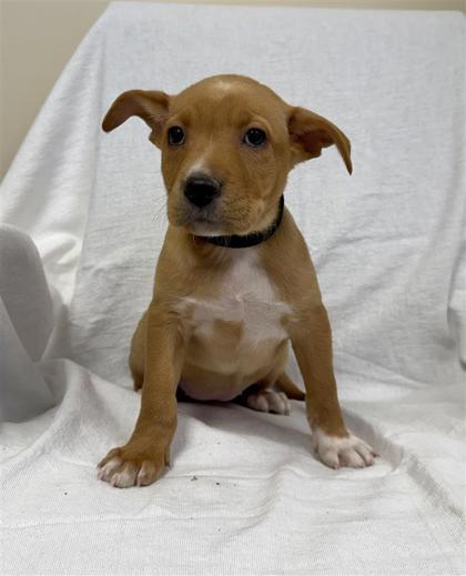 Enlarge Star, a Adoptable mixed breed in Hutchinson, KS image 3/3