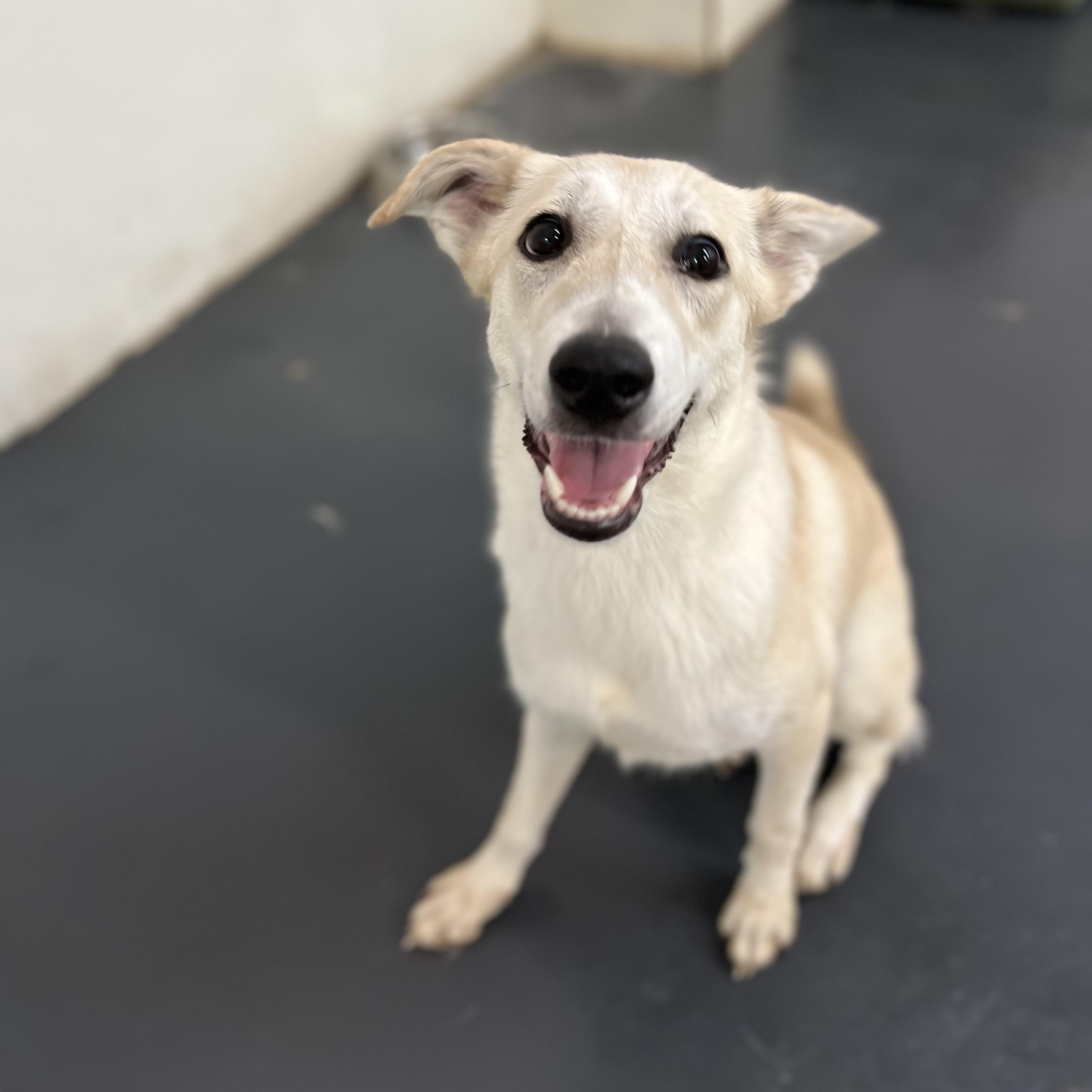 Prima The Sweetheart