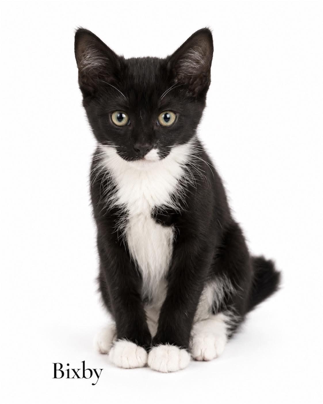 Bixby, ADOPTABLE, Kitten Female Domestic Short Hair.