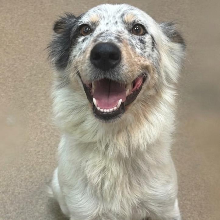 Enlarge **POPPY**, a Adoptable Australian Shepherd in North Prairie, WI image 1/3