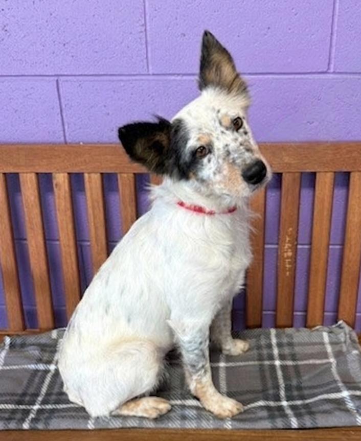 Enlarge **POPPY**, a Adoptable Australian Shepherd in North Prairie, WI image 2/3