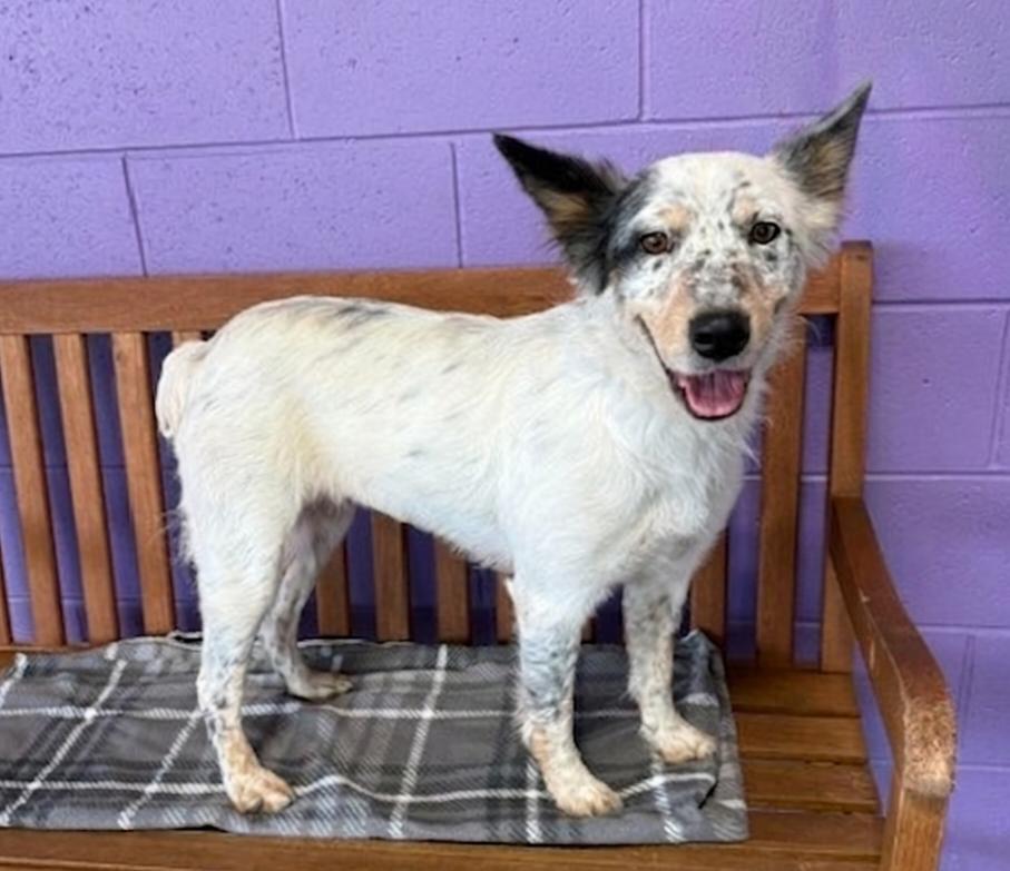 Enlarge **POPPY**, a Adoptable Australian Shepherd in North Prairie, WI image 3/3