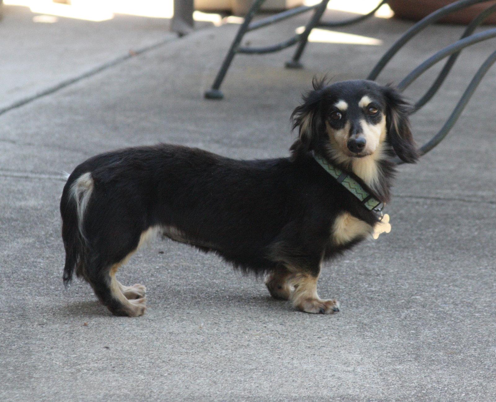 Enlarge Nutmeg2 (located in Cumming, GA), a Adoptable Dachshund in West Columbia, SC image 2/3