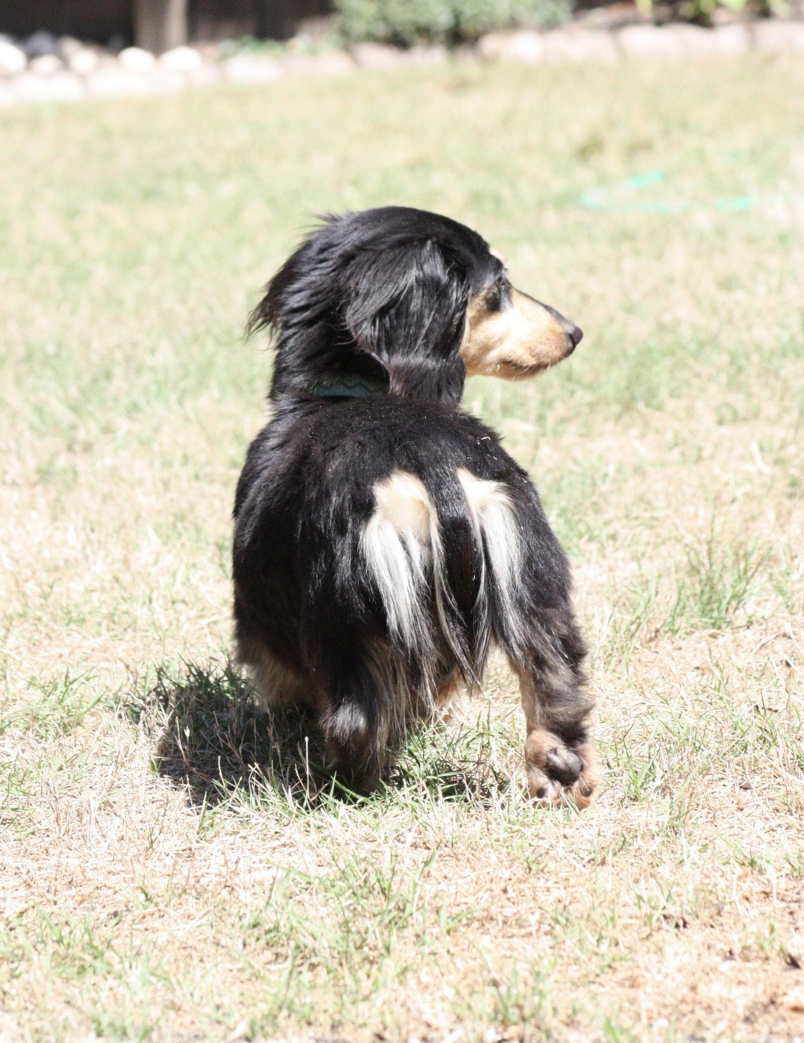 Enlarge Nutmeg2 (located in Cumming, GA), a Adoptable Dachshund in West Columbia, SC image 3/3