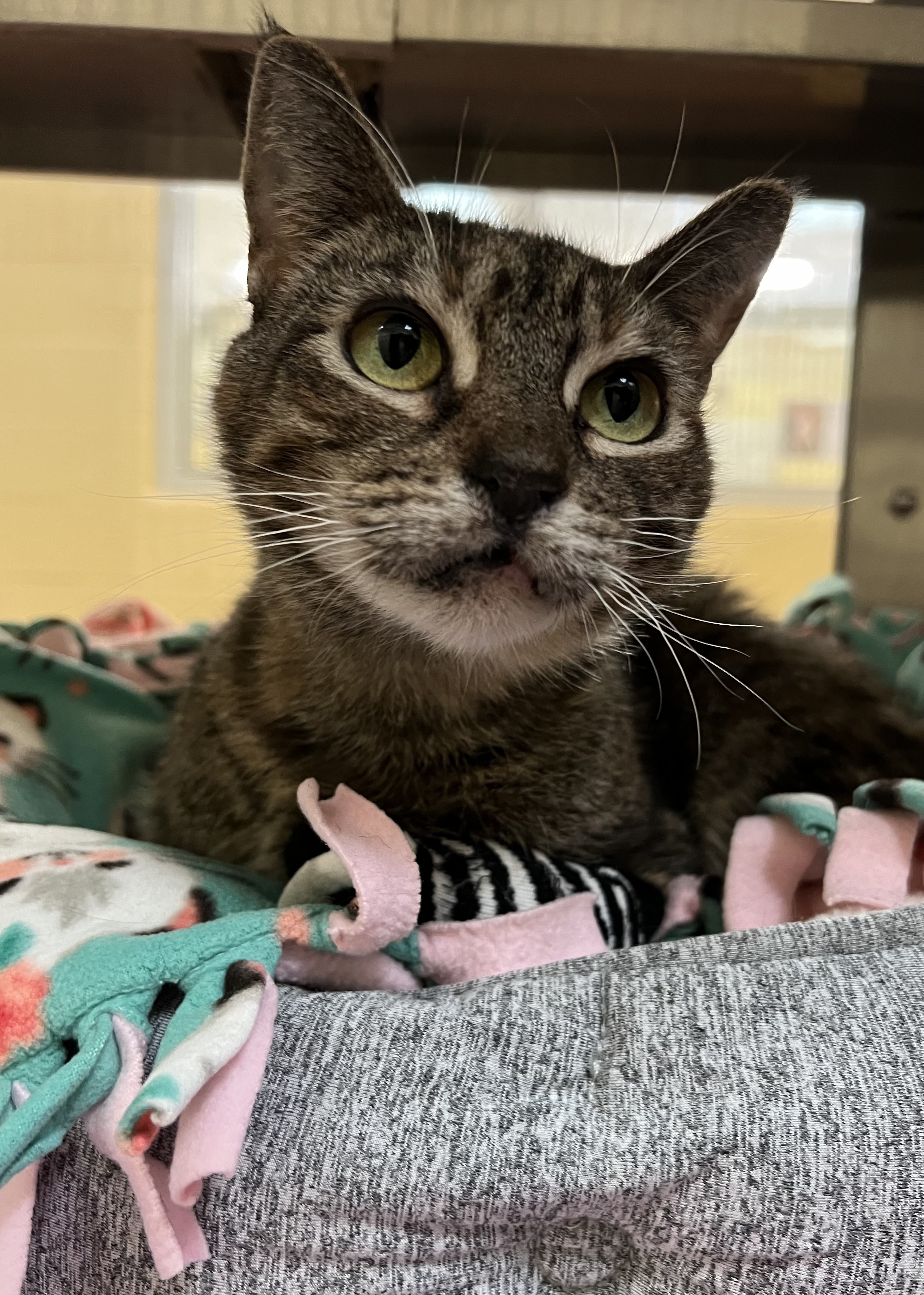 Luna, an adopted Domestic Short Hair in Brownsville, VT_image-1