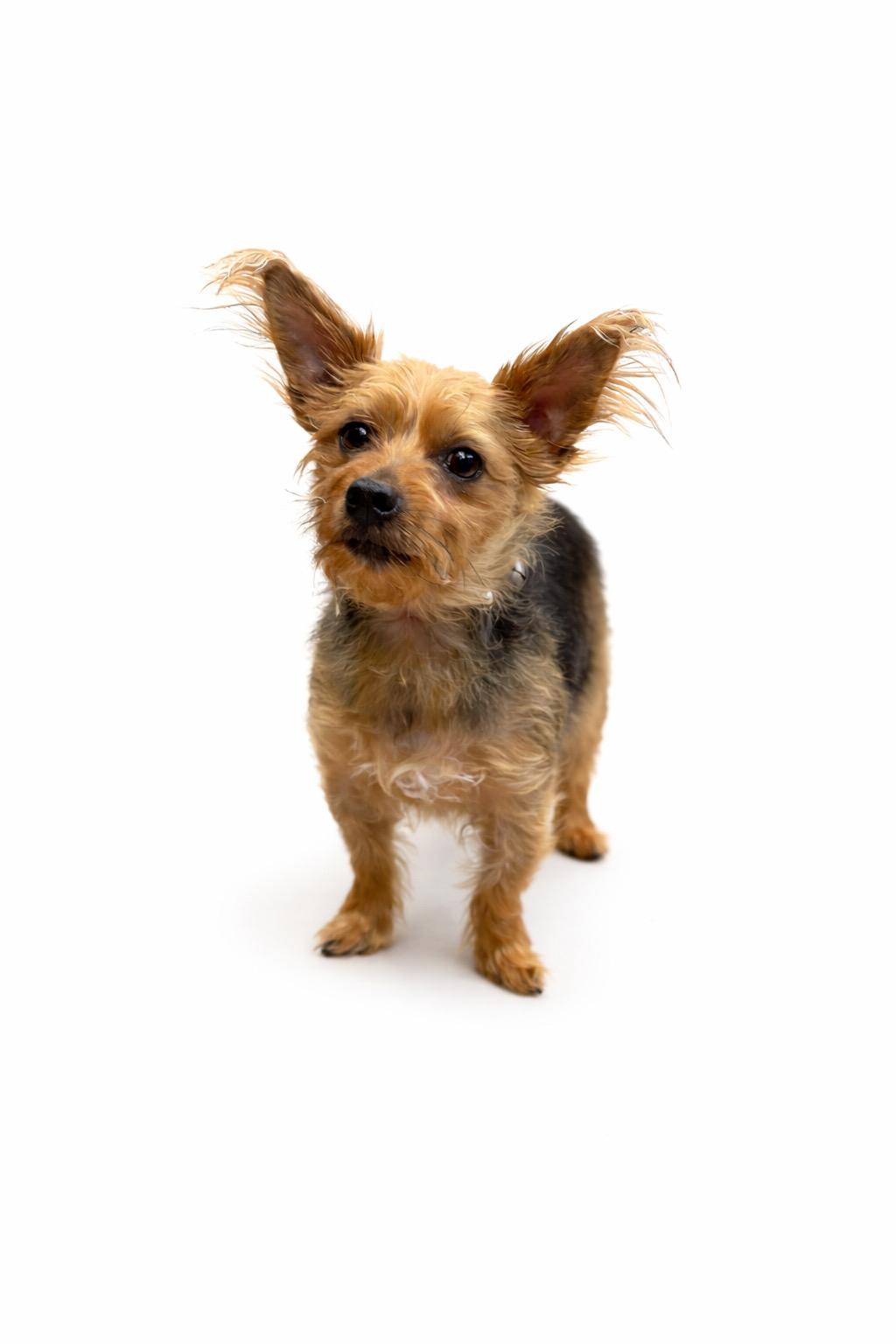 Enlarge Aladdin #0120, a ADOPTABLE mixed breed in Waldorf, MD image 1/1