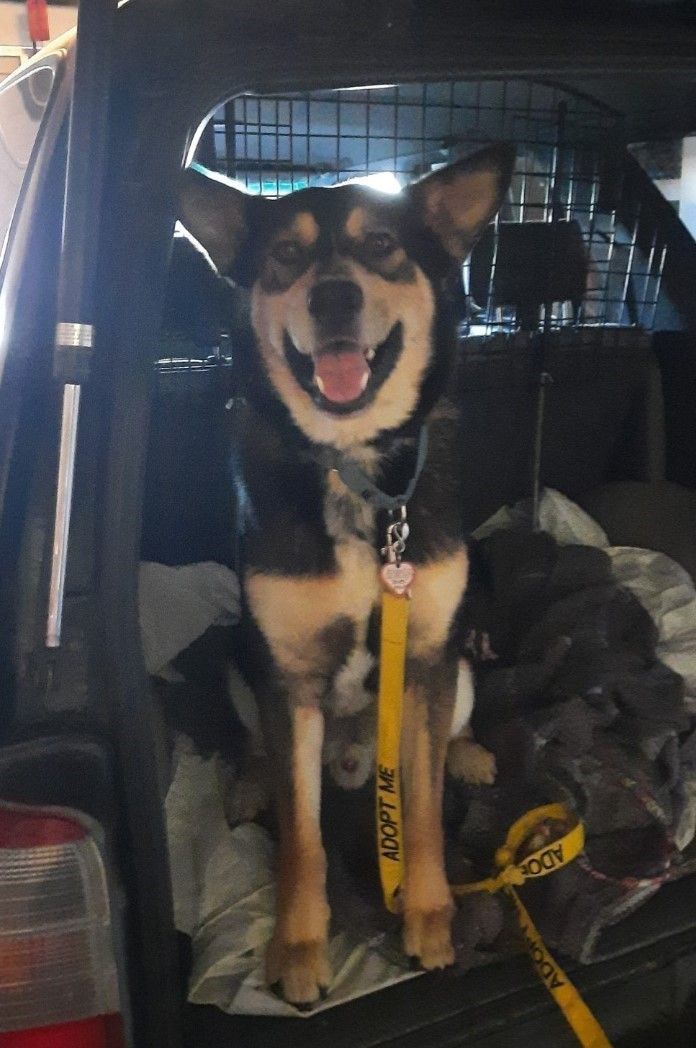 Enlarge Rex E. Boy, a Adoptable mixed breed in Wilton, CA image 2/6