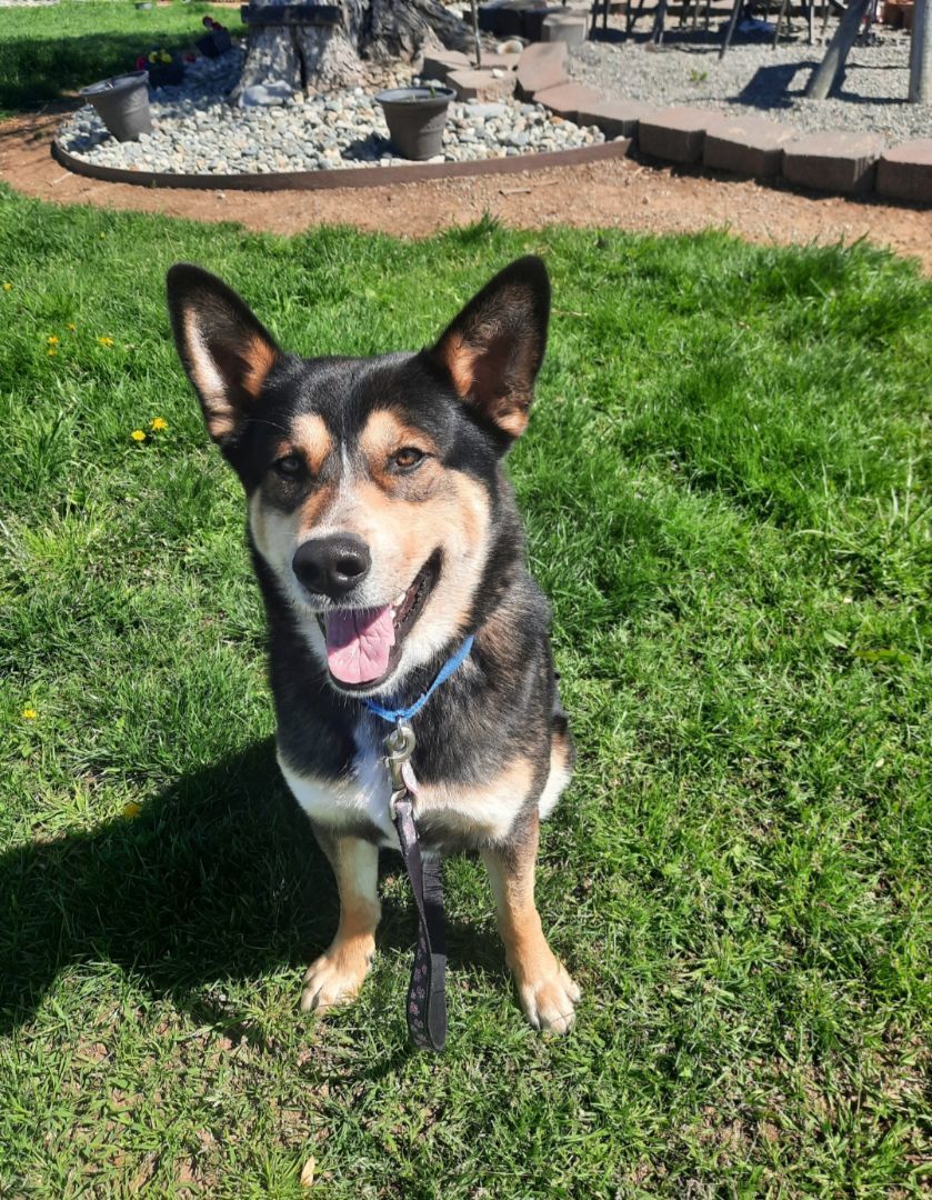 Rex E. Boy, Adoptable, Adult Male German Shepherd Dog & Husky.