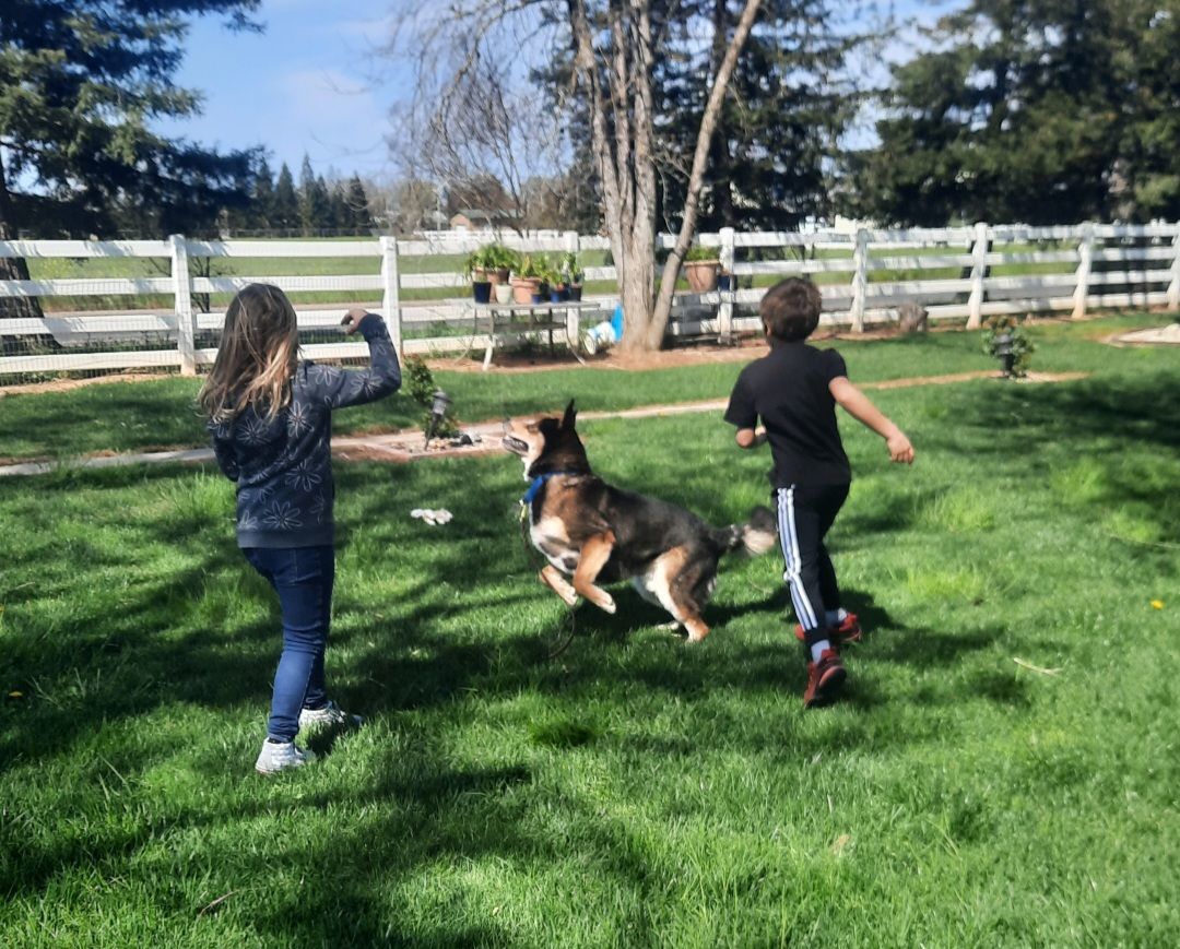 Enlarge Rex E. Boy, a Adoptable mixed breed in Wilton, CA image 3/6