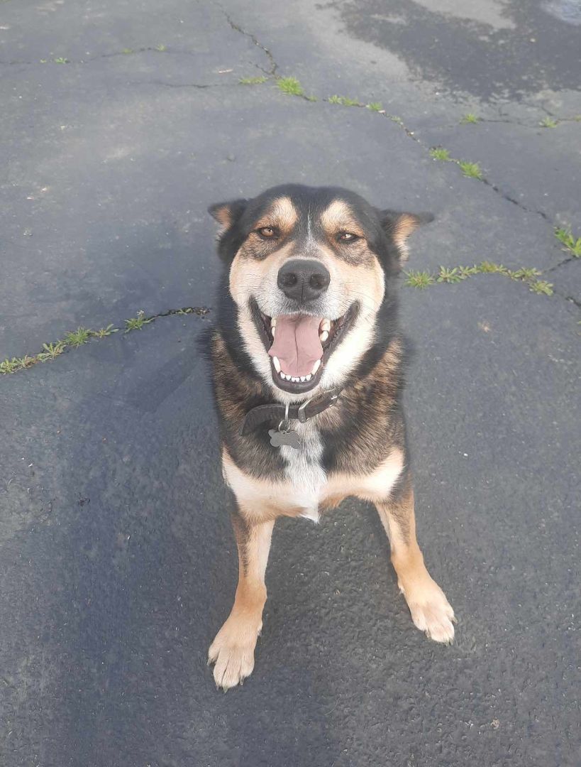 Enlarge Rex E. Boy, a Adoptable mixed breed in Wilton, CA image 4/6