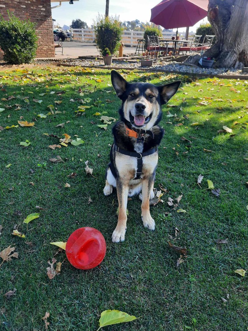 Enlarge Rex E. Boy, a Adoptable mixed breed in Wilton, CA image 5/6