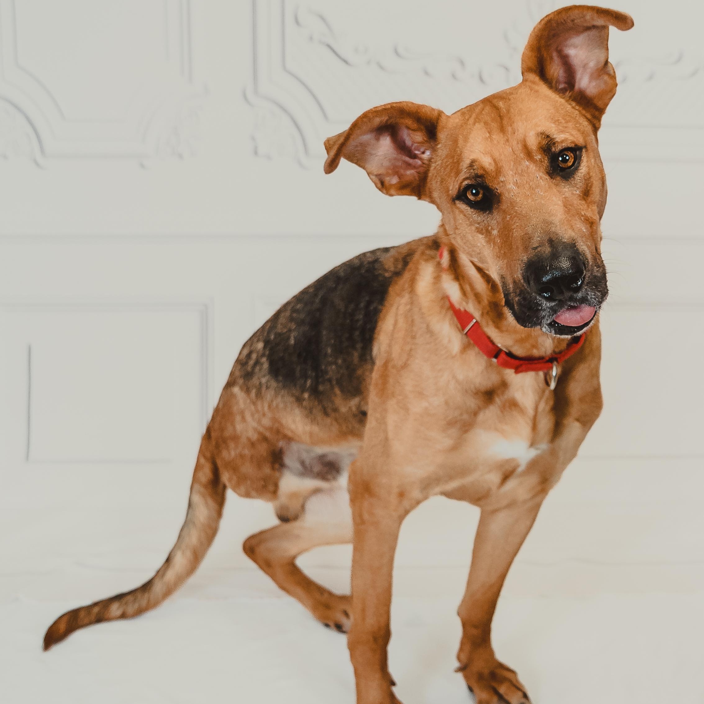 Enlarge Chance, a Adoptable mixed breed in Dayville, CT image 4/6