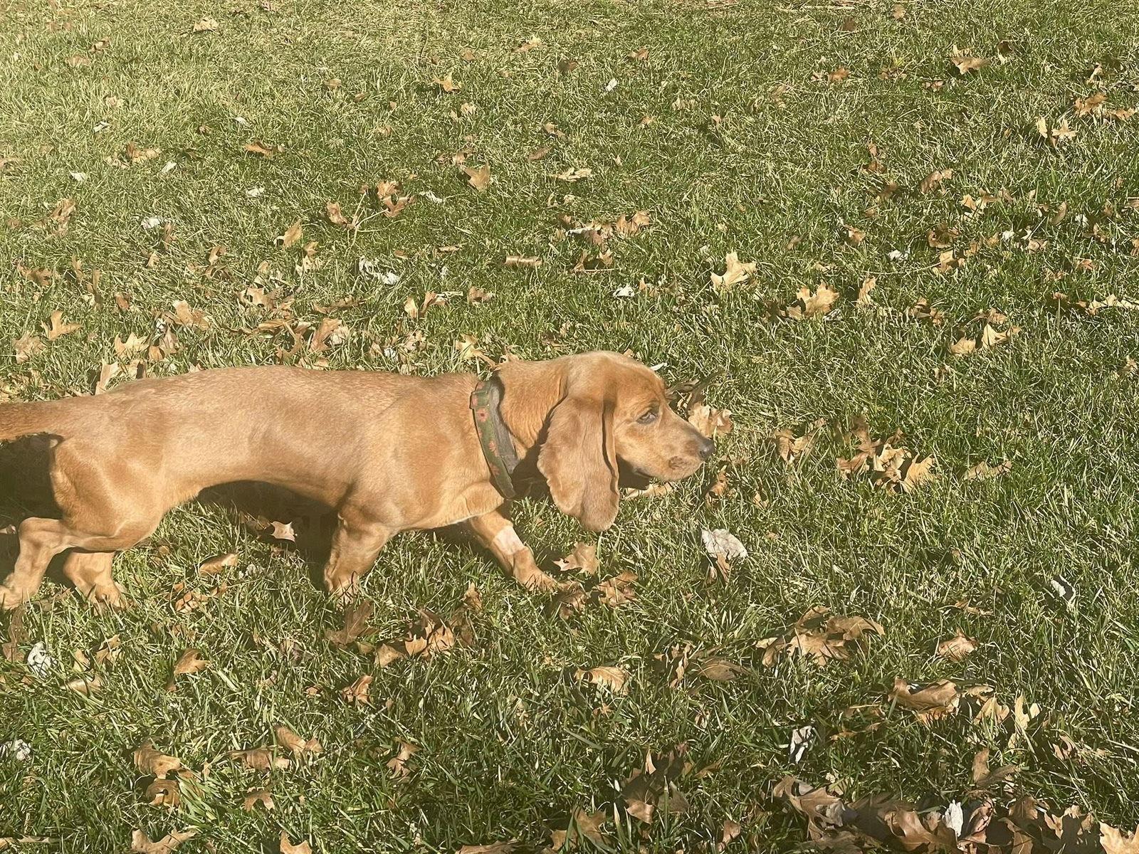 Katydid — thumbnail 2